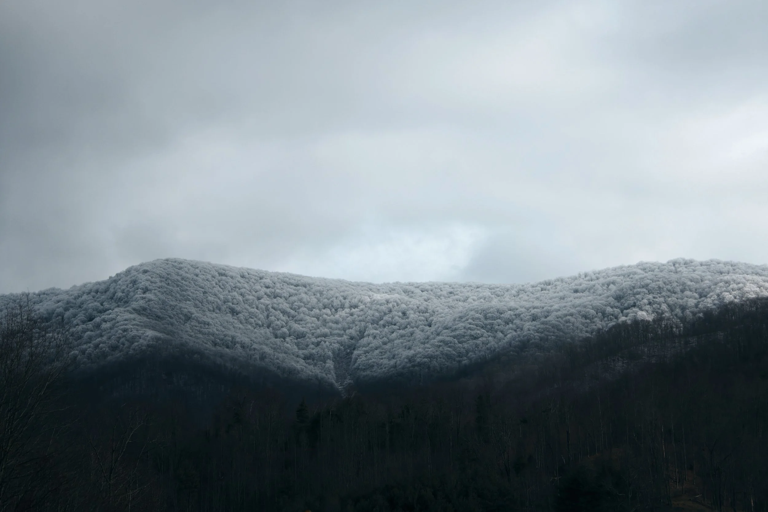 Snow-covered mountains with a dark, leafless forest in the foreground under a cloudy, overcast sky.