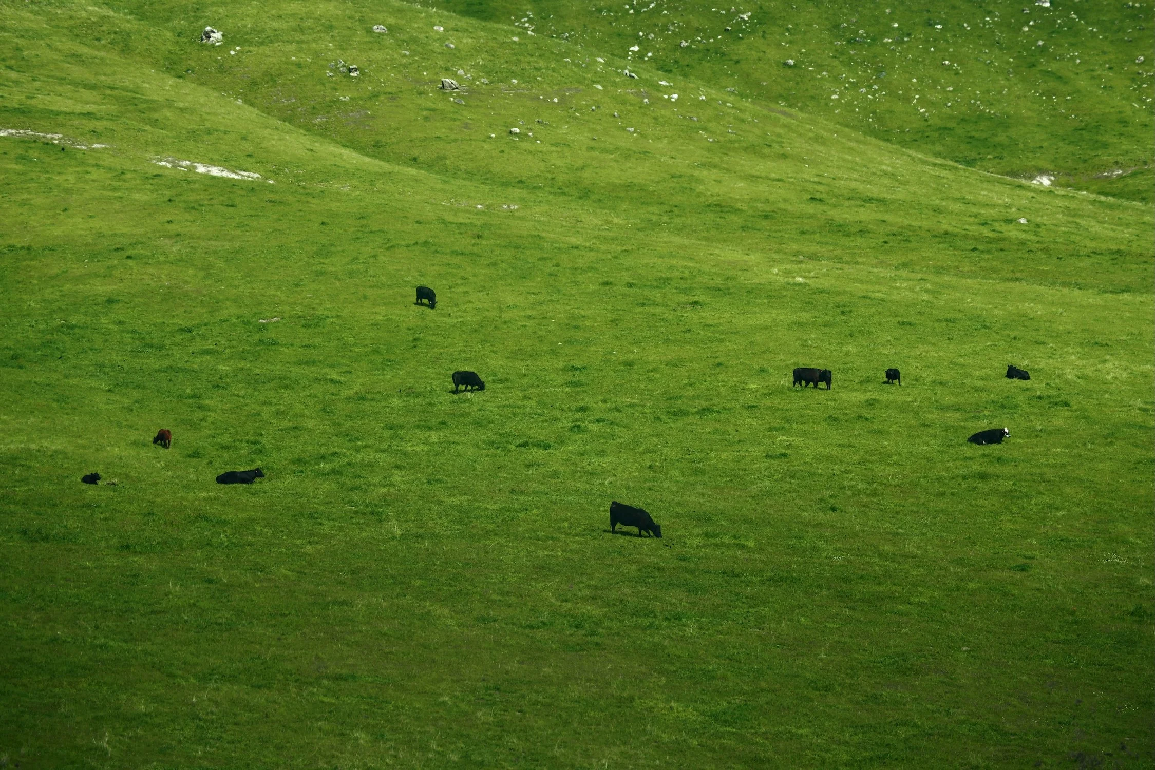 Green hillside with scattered rocks and black cows grazing.