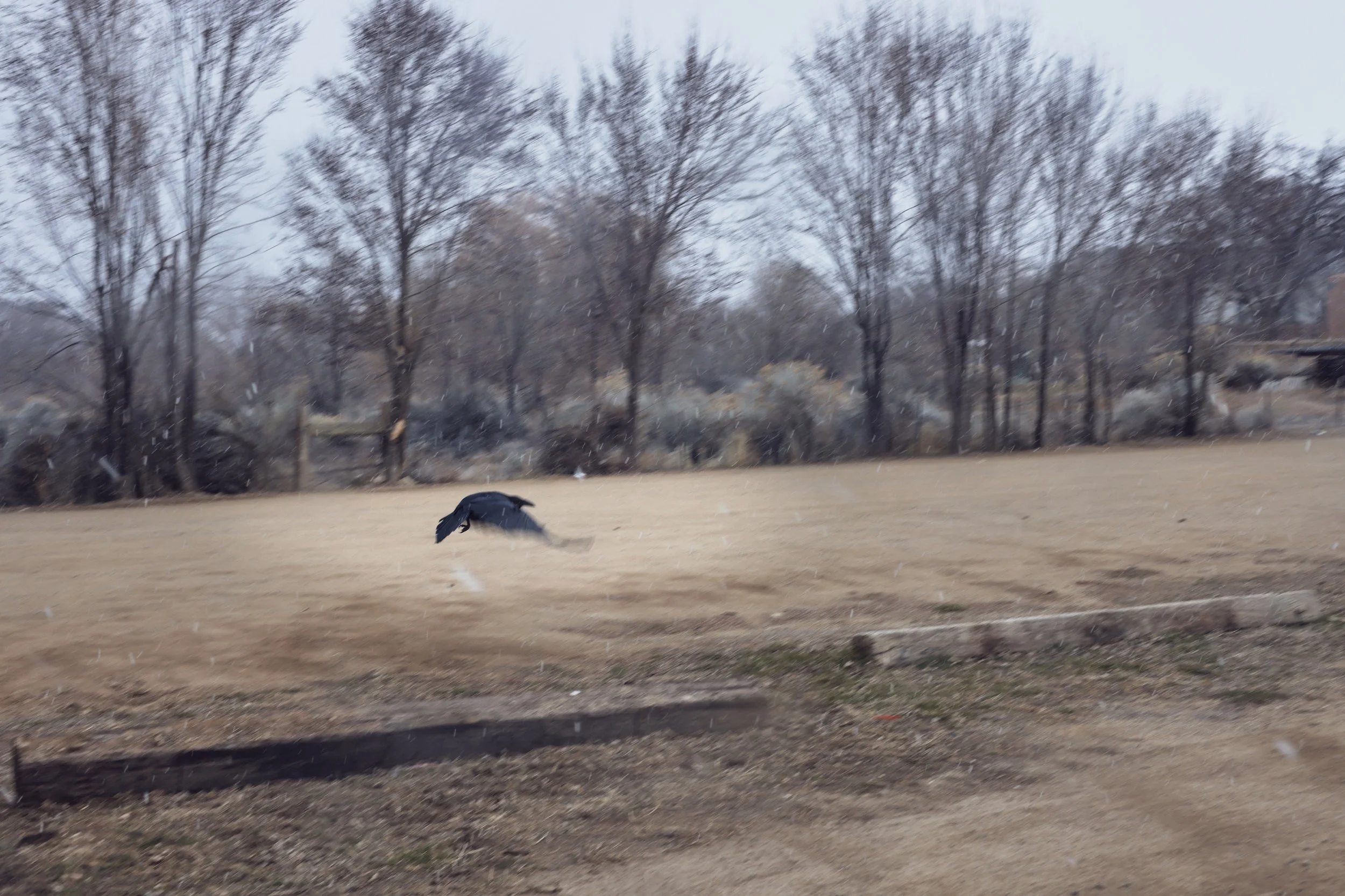 A dog running in a field of yellow grass with a background of leafless trees and cloudy sky.