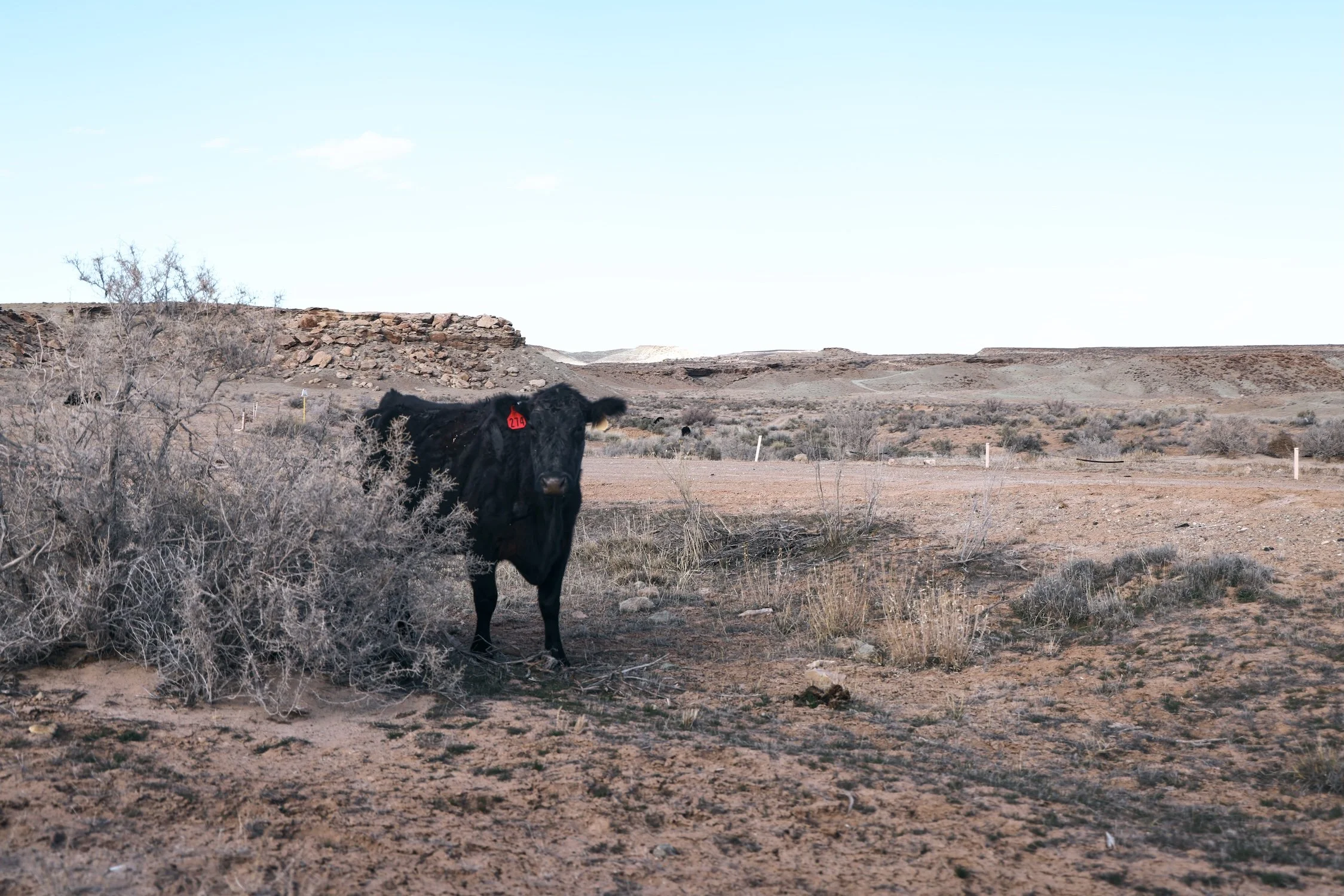 A black cow with a red ear tag standing in a dry, barren landscape with sparse vegetation and rocky hills in the background under a clear sky.