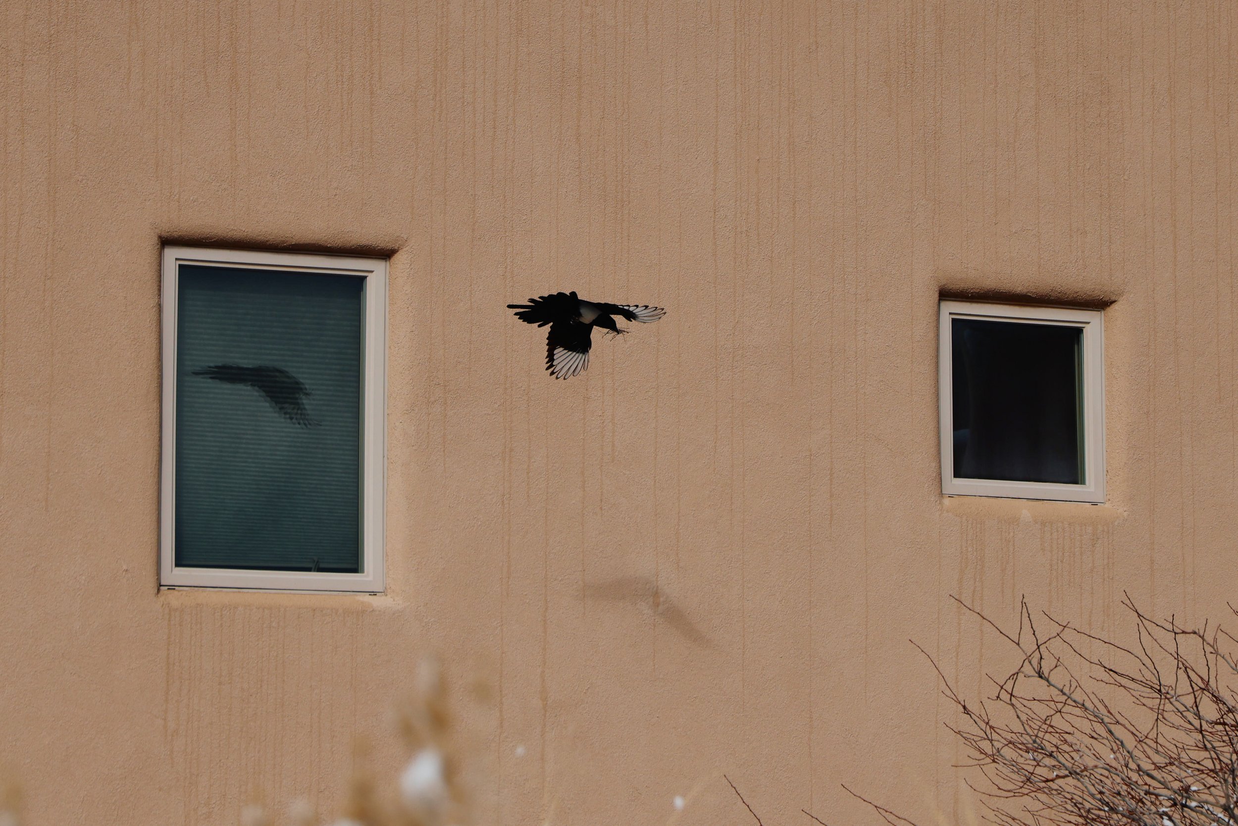 A black bird flying near two rectangular windows on a beige stucco wall, with the bird's shadow visible in the window on the left.