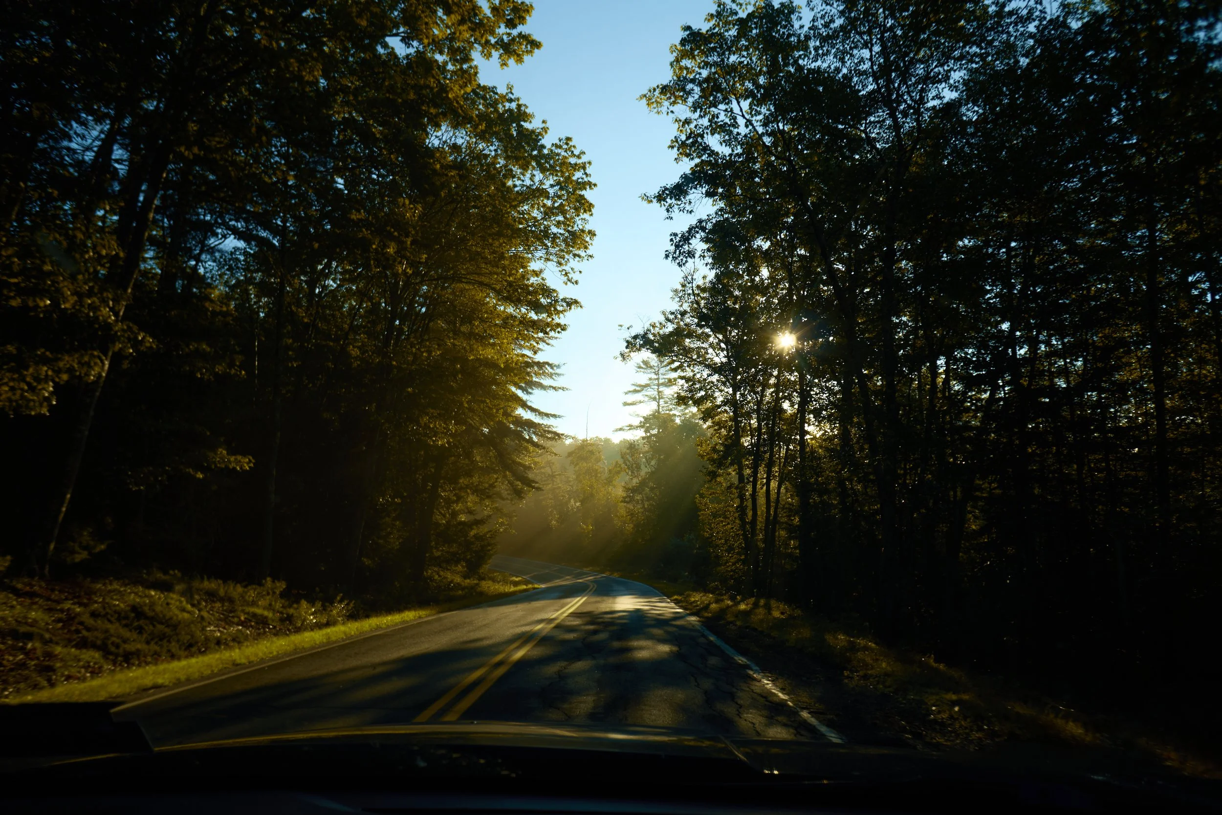 A winding road through a forest with tall trees and sunlight filtering through the leaves.