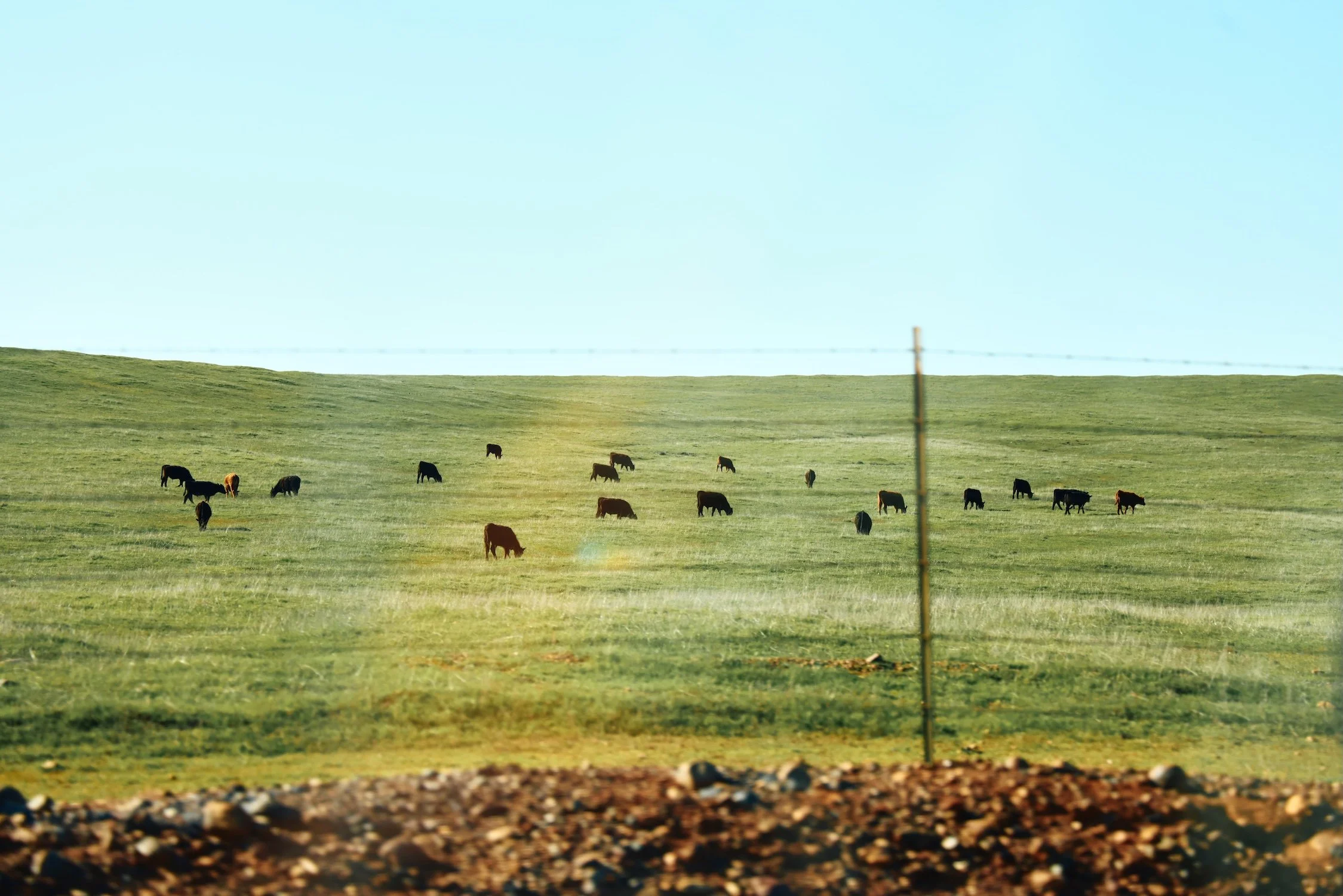 A grassy field with several cows grazing, viewed through a barbed wire fence.