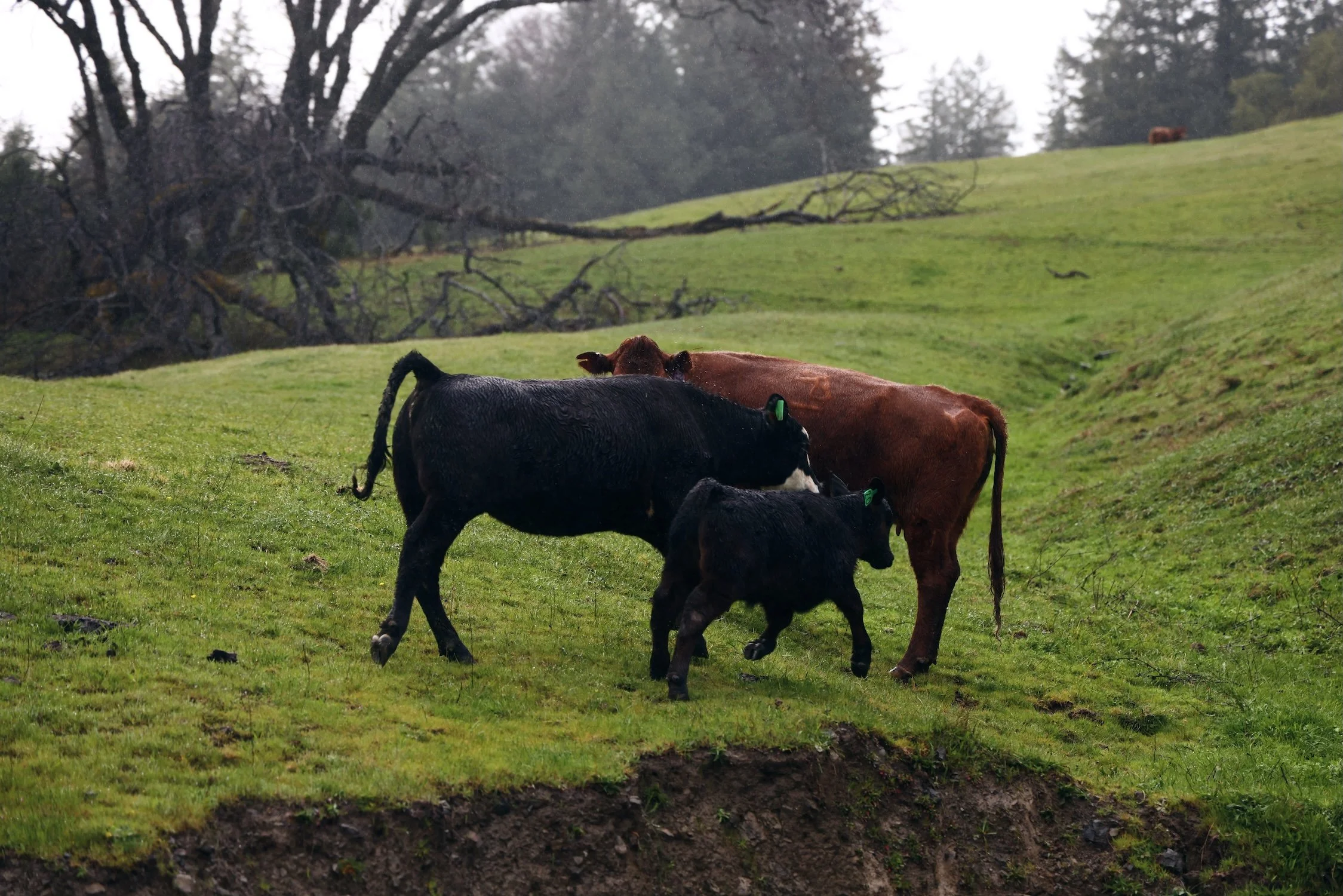 There are three calves, one black and two brown, grazing in a grassy field with a large fallen tree and some standing trees in the background on an overcast day.