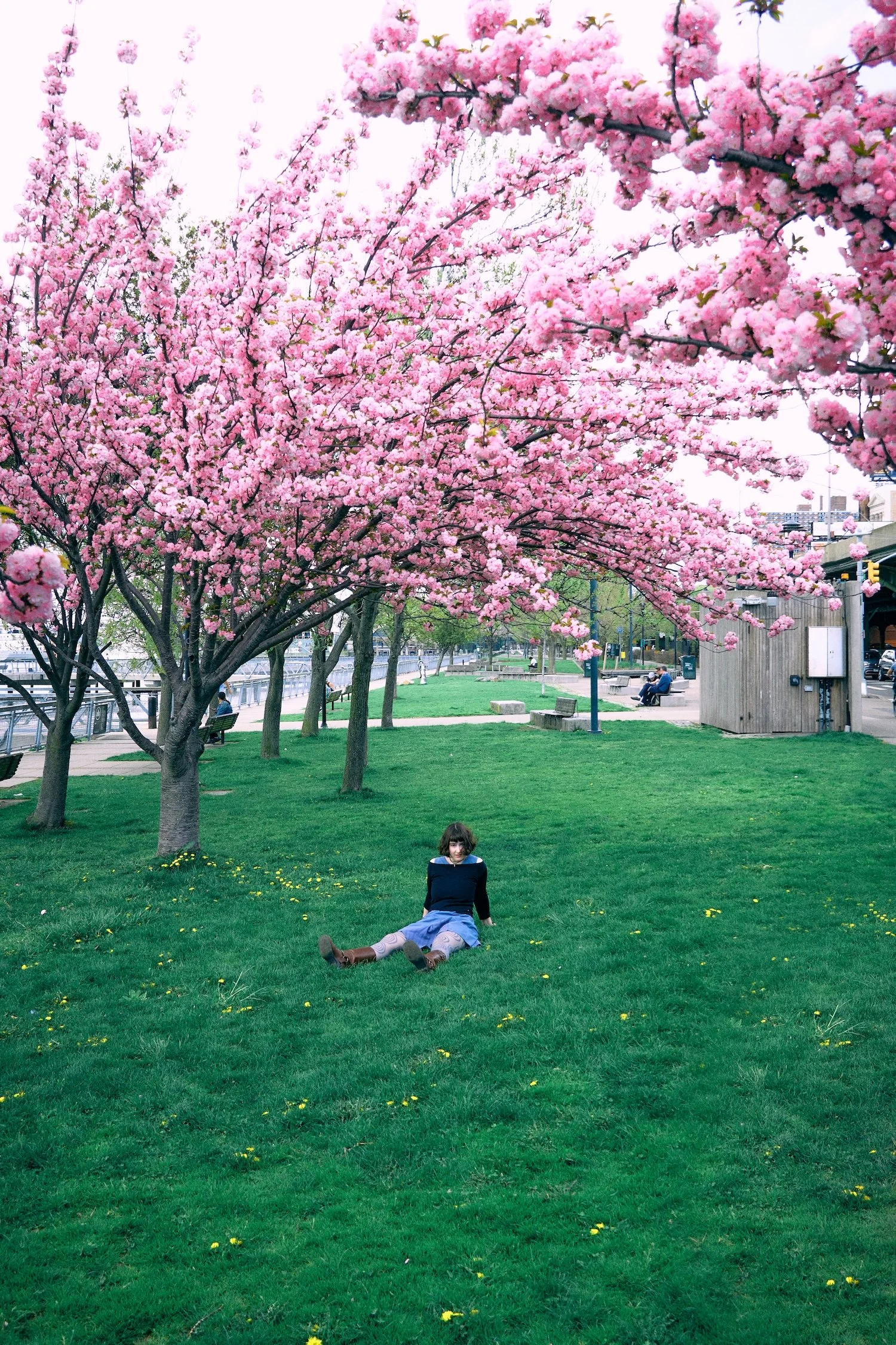 A young woman is sitting on the grass in a park with pink cherry blossom trees in full bloom overhead. There are benches, a fence, and buildings visible in the background.