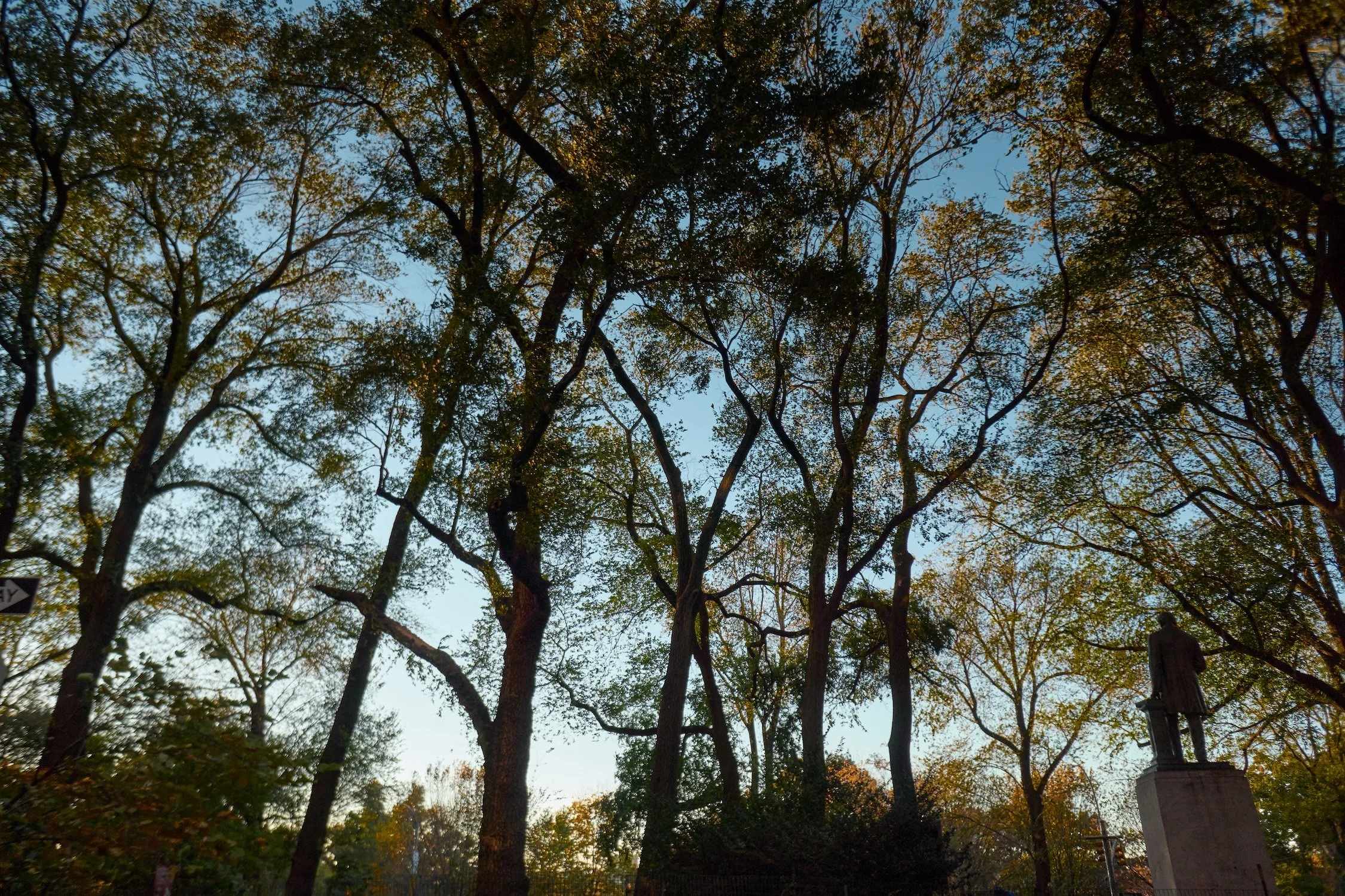 Tall trees with green leaves and a clear blue sky visible through the branches