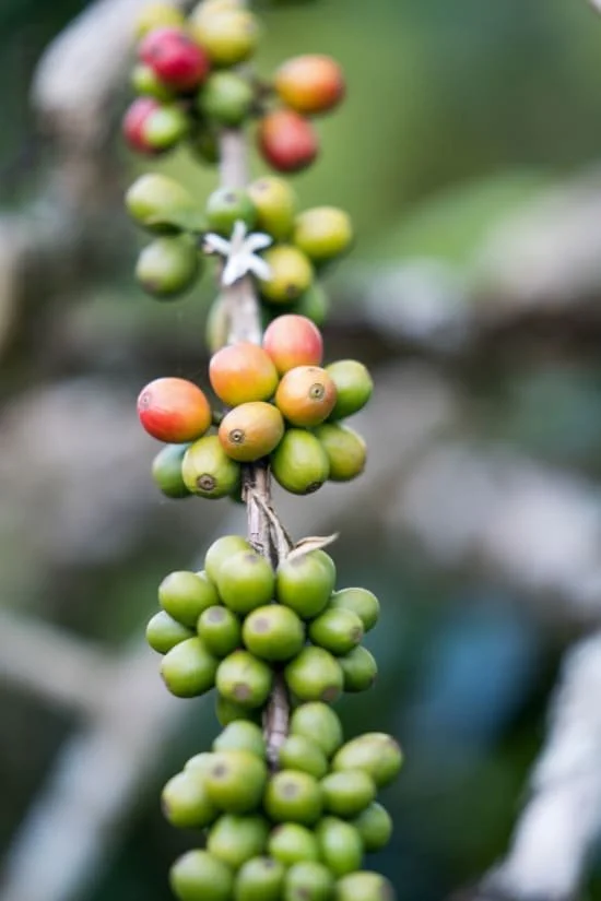 Sumatra Takengon