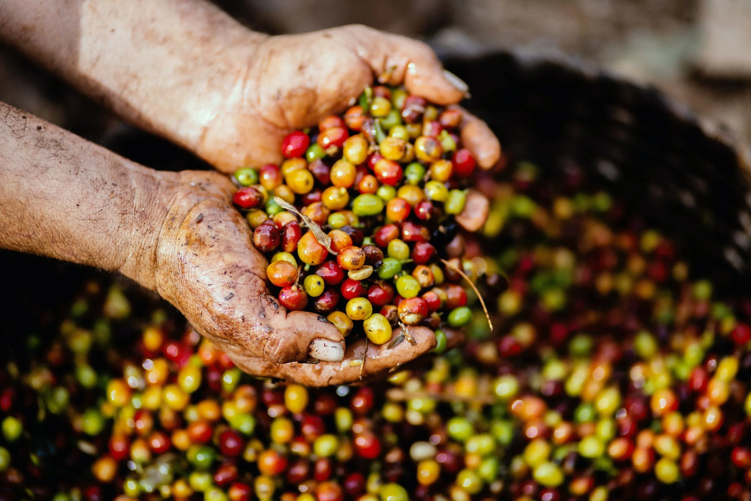 Mexico Decaf 2.jpeg