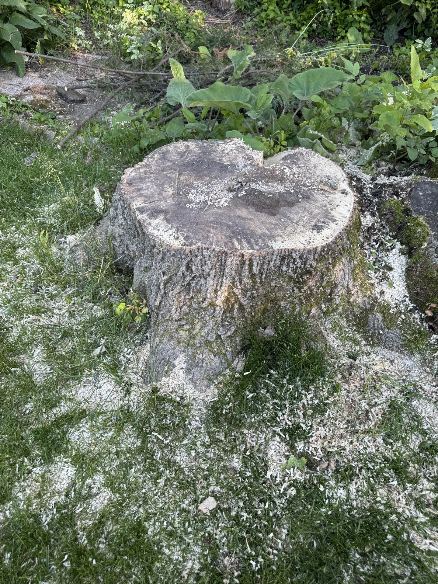 Stump Grinding