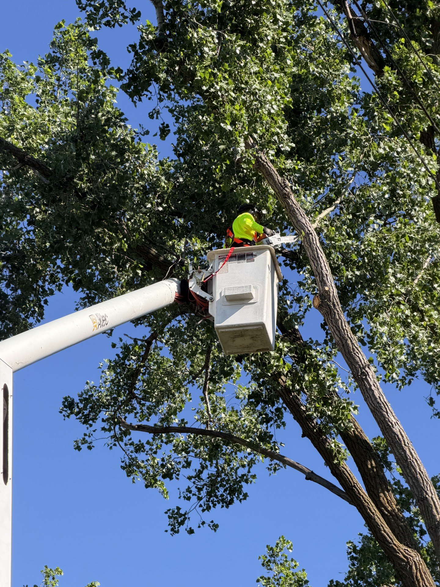 Tree Removal