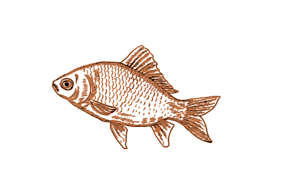 Poisson