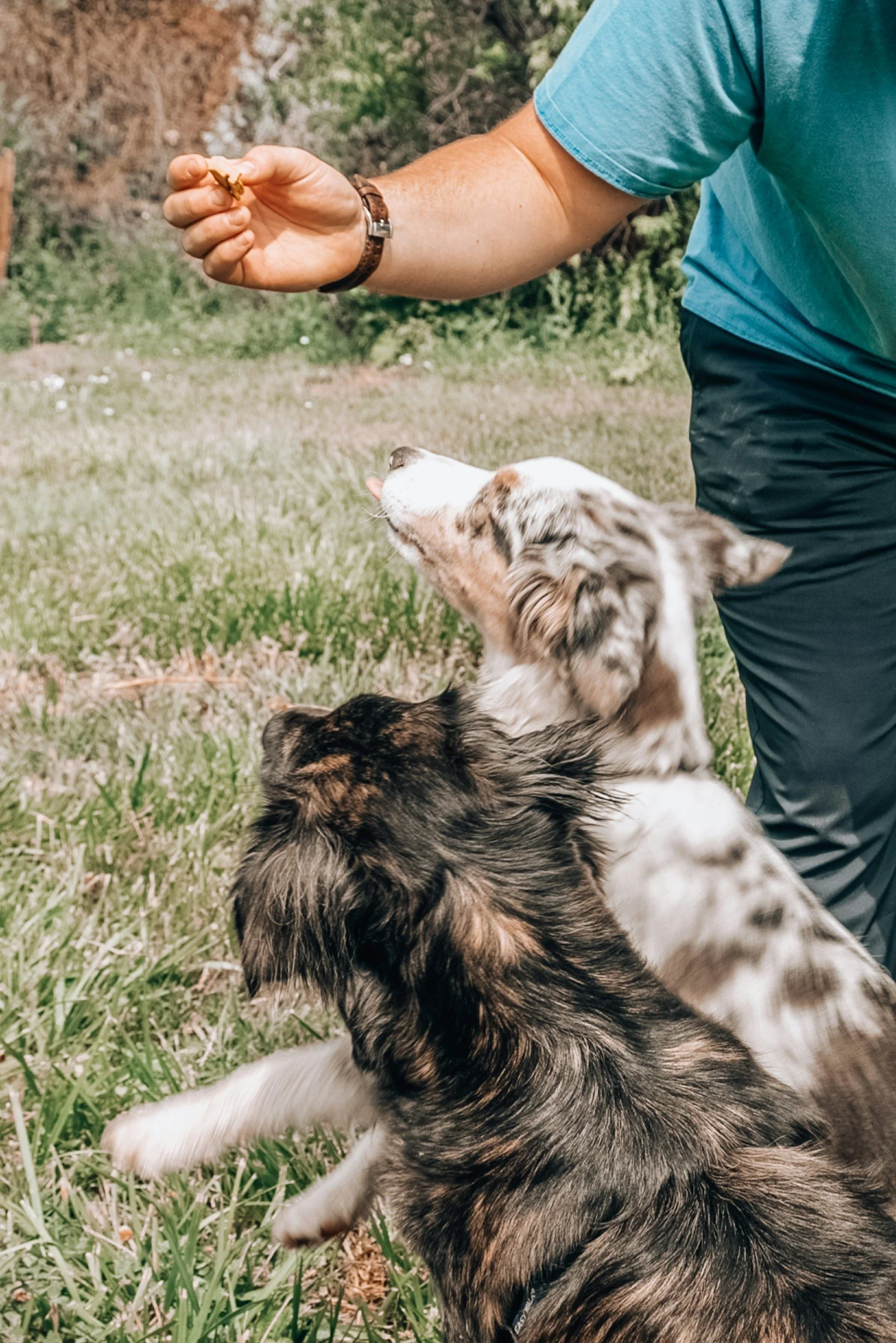 Person holding a treat with three dogs sitting on grass, looking up at the treat, outdoors in a grassy area with trees and bushes in the background.