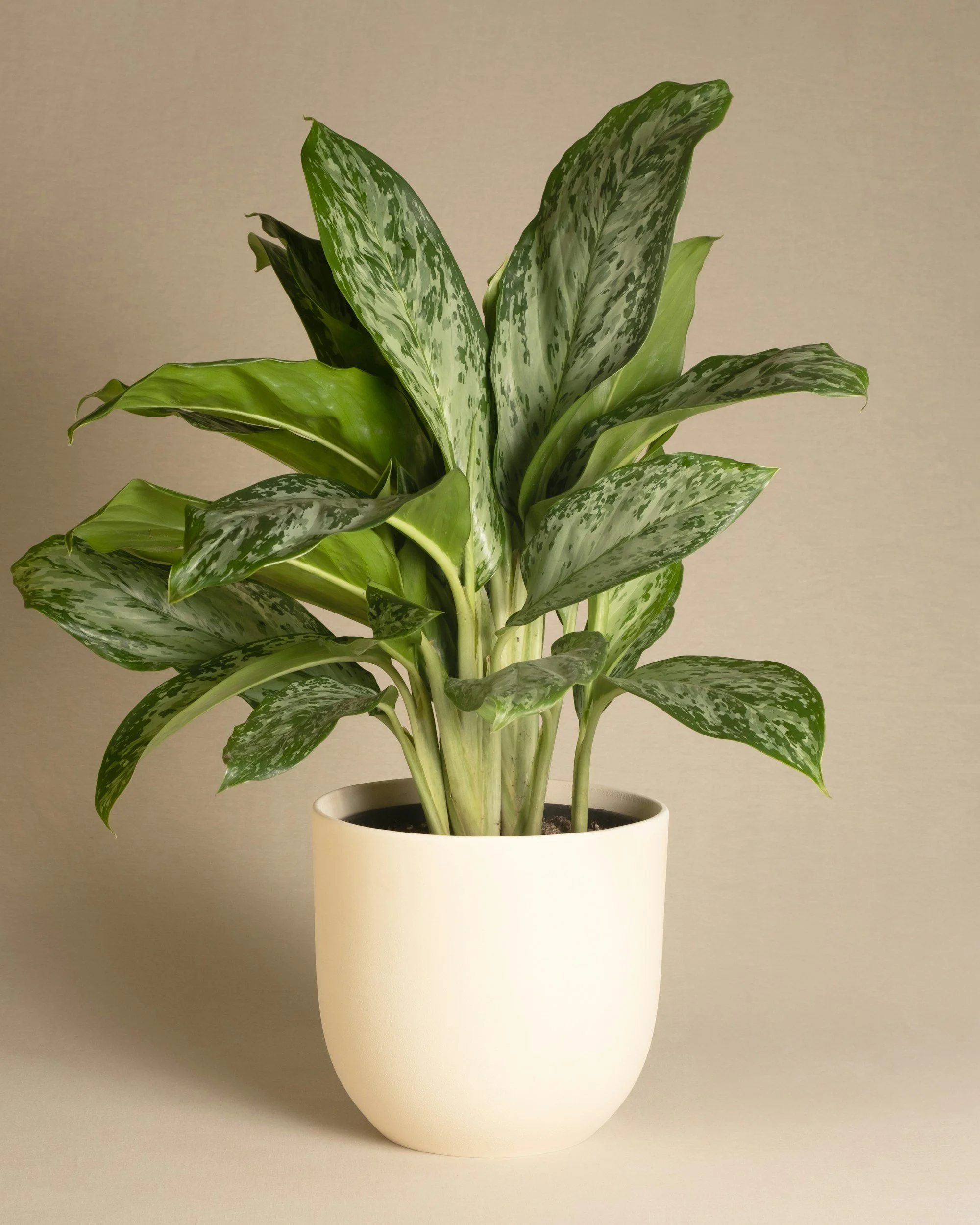A green leafy houseplant with variegated leaves in a white ceramic pot on a neutral background.