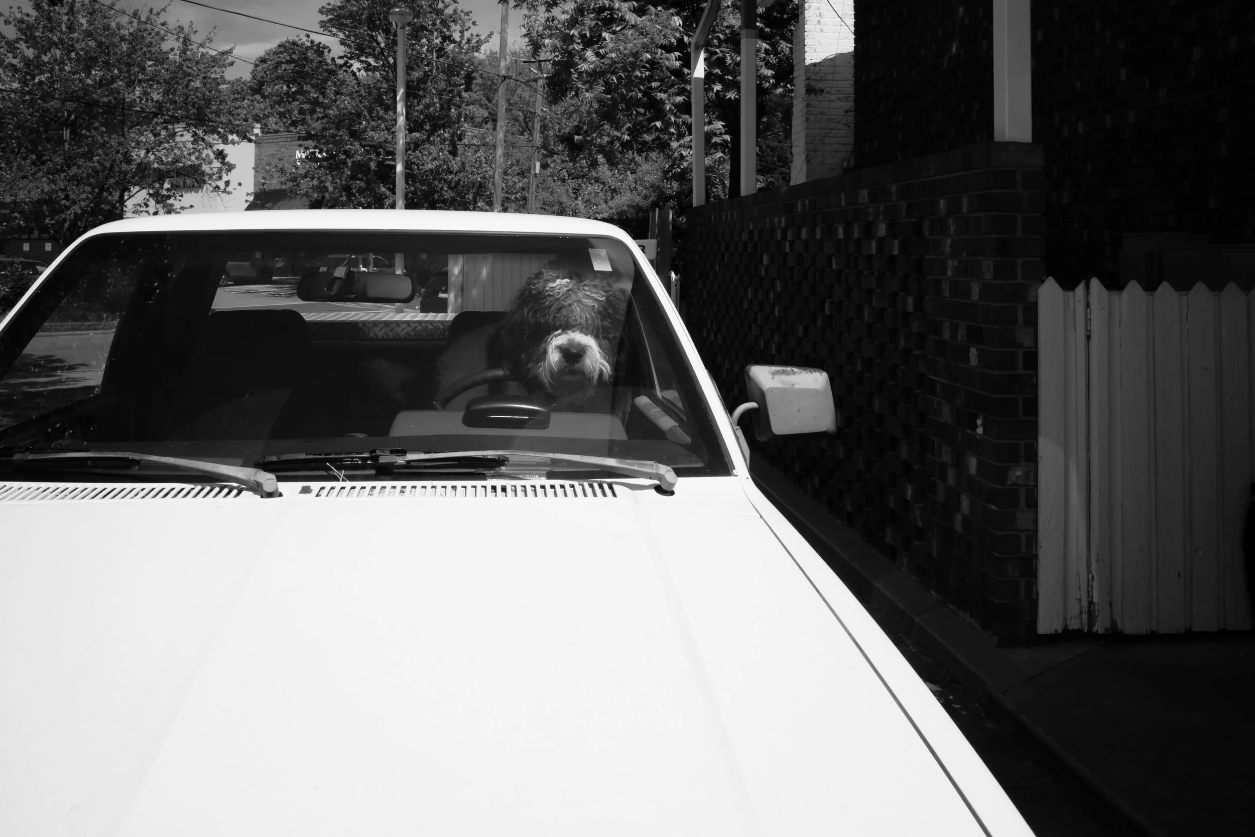 A dog sitting inside a white car, viewed through the windshield, with a brick wall and trees outside.