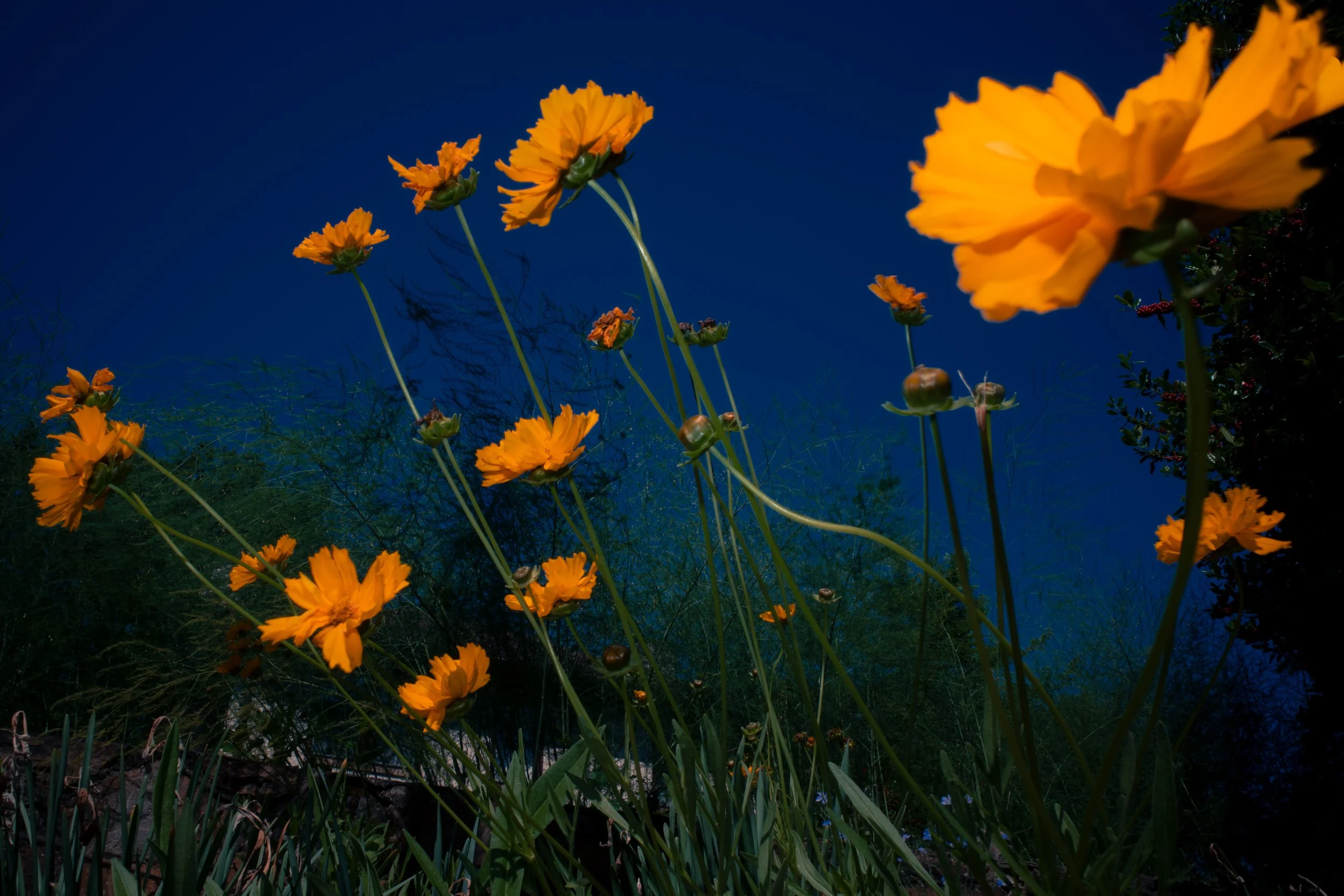 Yellow flowers growing on tall green stems against a dark blue sky.