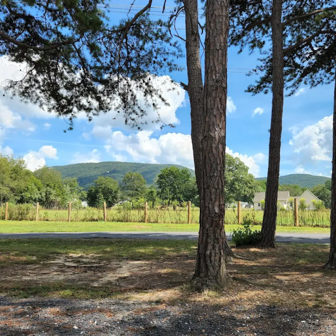 Scene with three tall pine trees, grassy field, wooden fence, houses in the distance, and mountains under a partly cloudy sky.