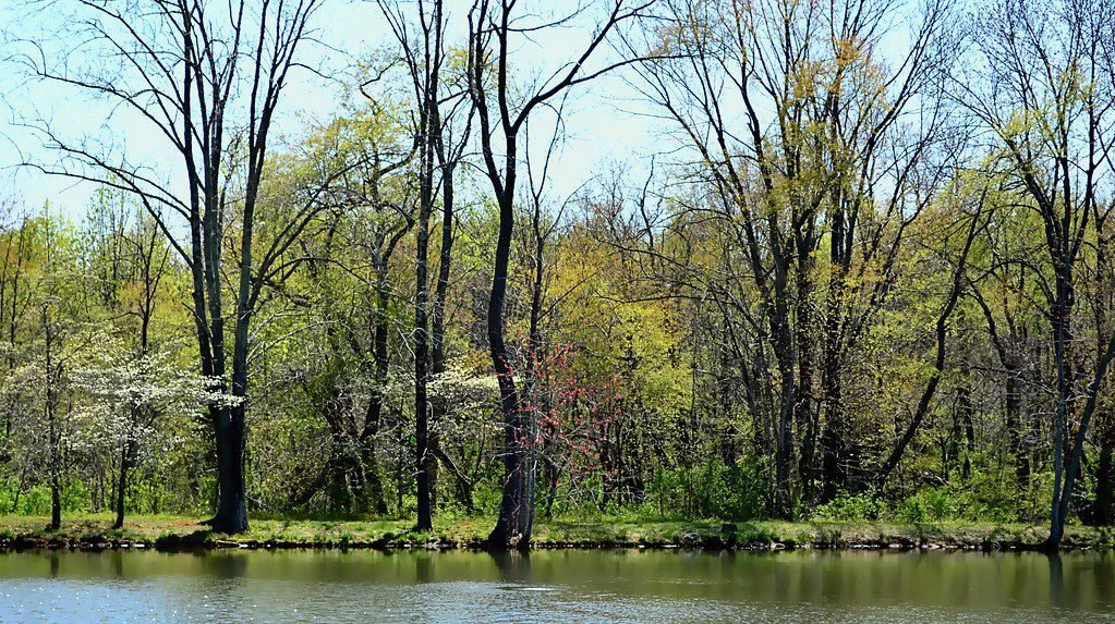 Springtime scene with bare and budding trees along a lake or river, under a clear blue sky.