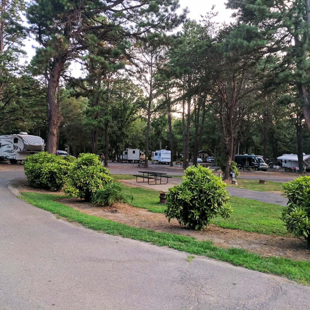 Several RVs parked in a campground with a picnic table , shrubbery, and trees