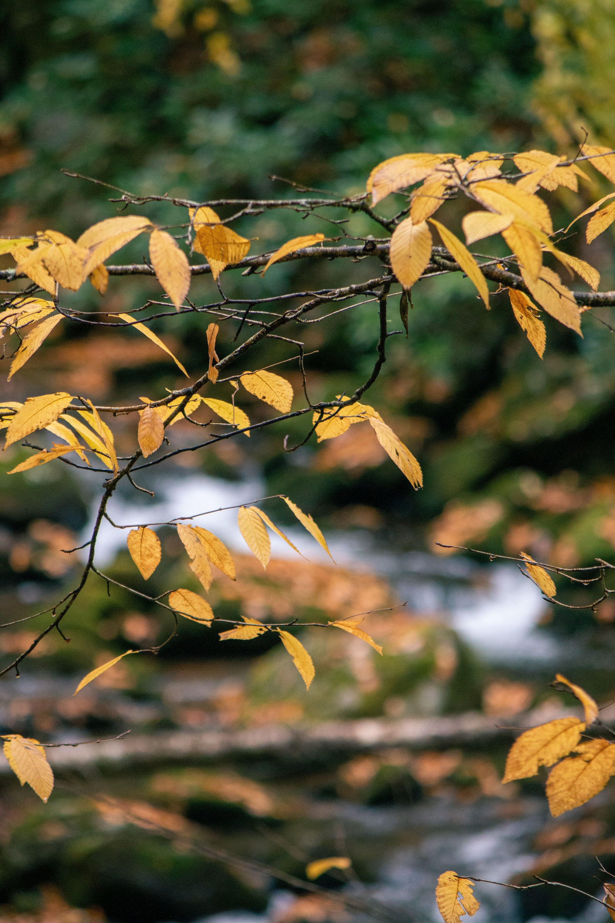 Leaves on tree branches with yellow and brown colors, indicating autumn season, against a blurred green and brown background.