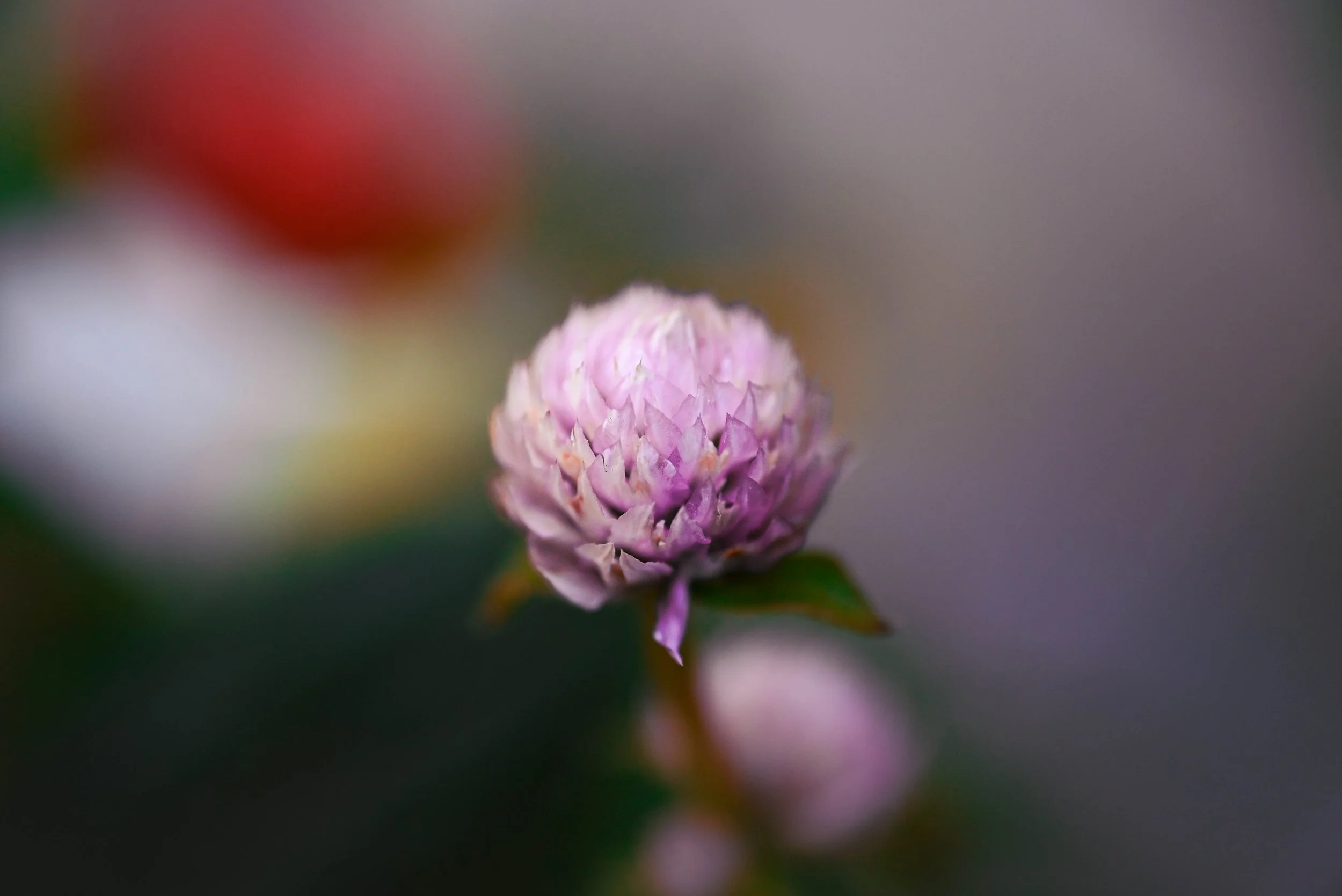 DSC_0621.jpg