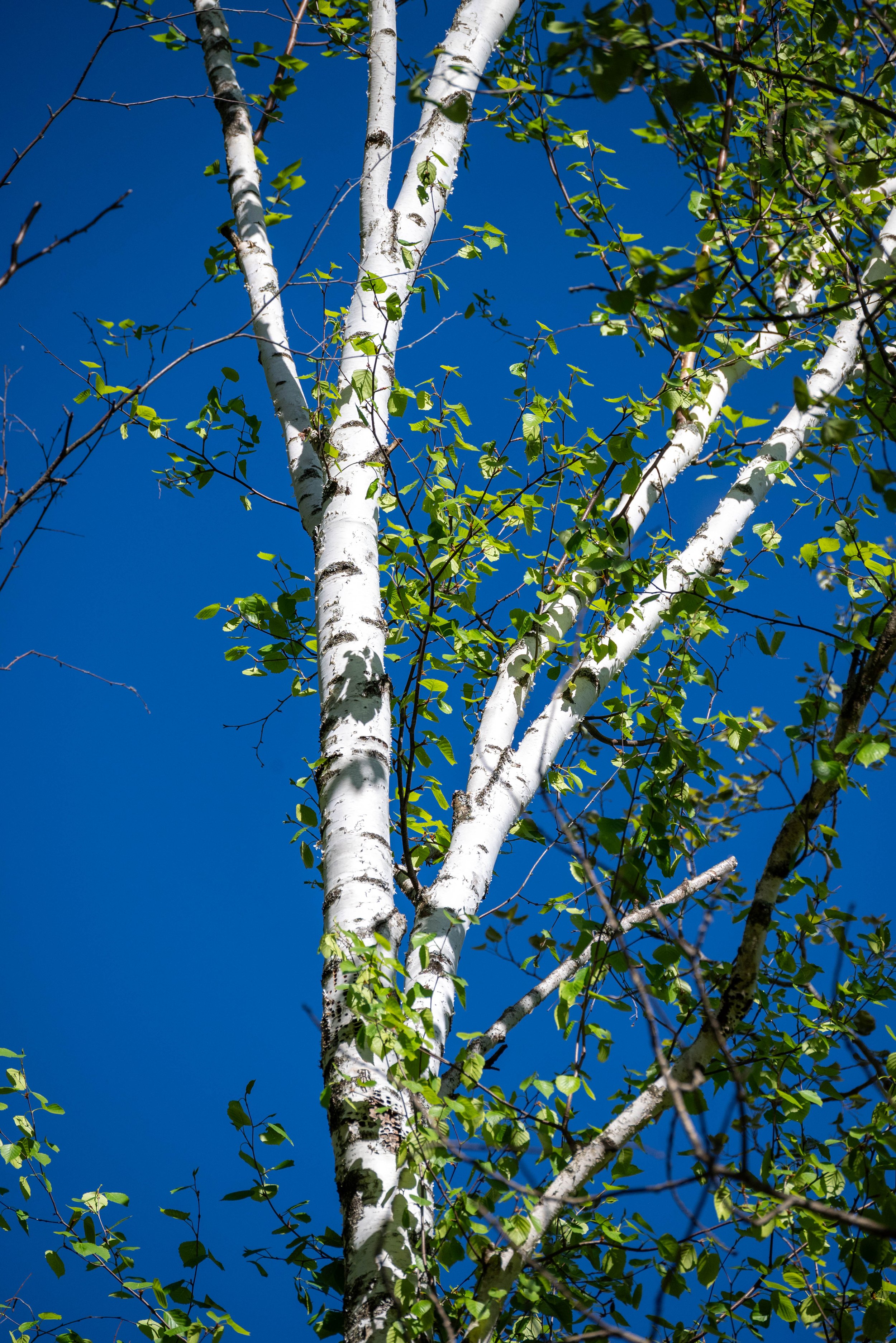 DSC_0895.jpg