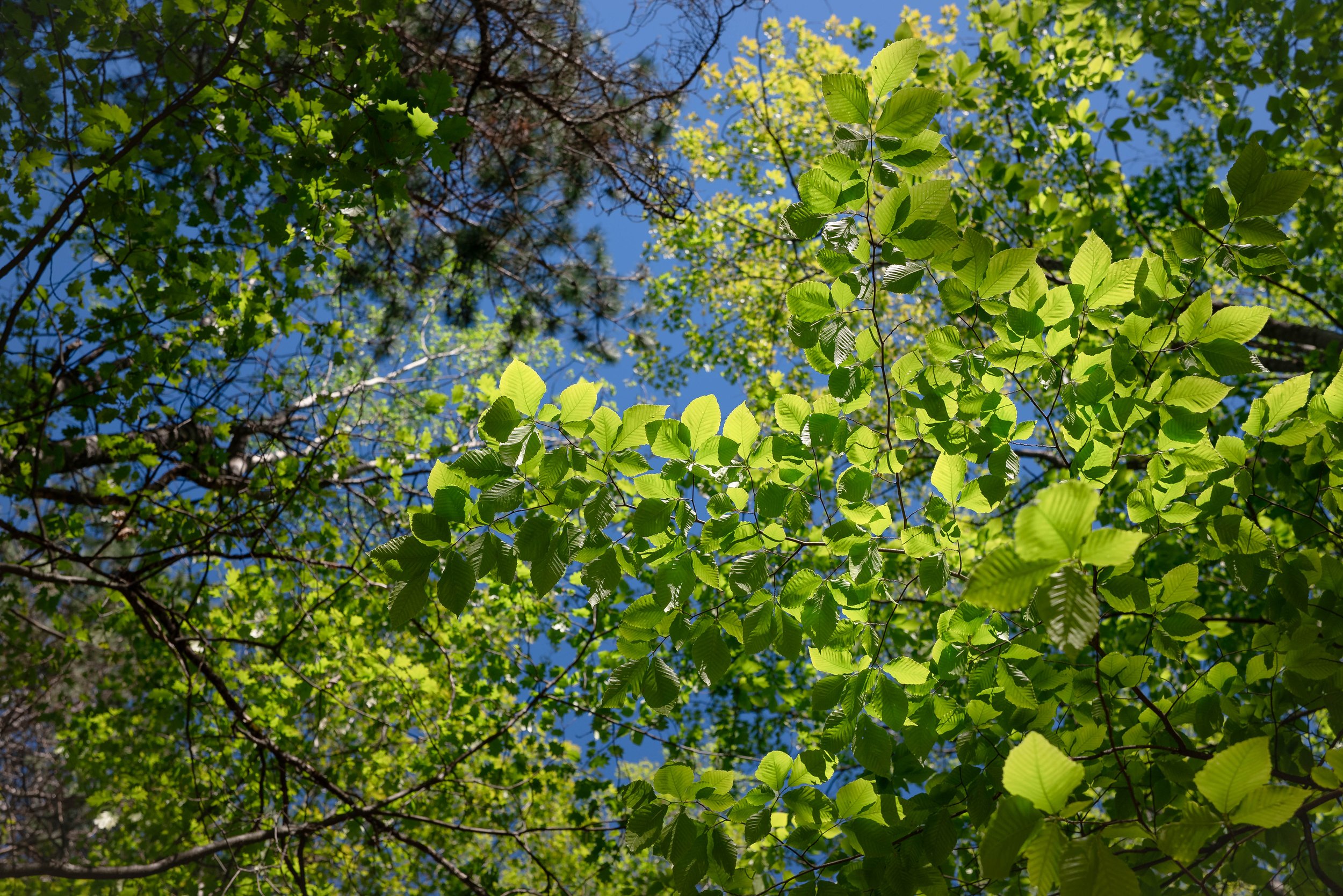 DSC_0960.jpg