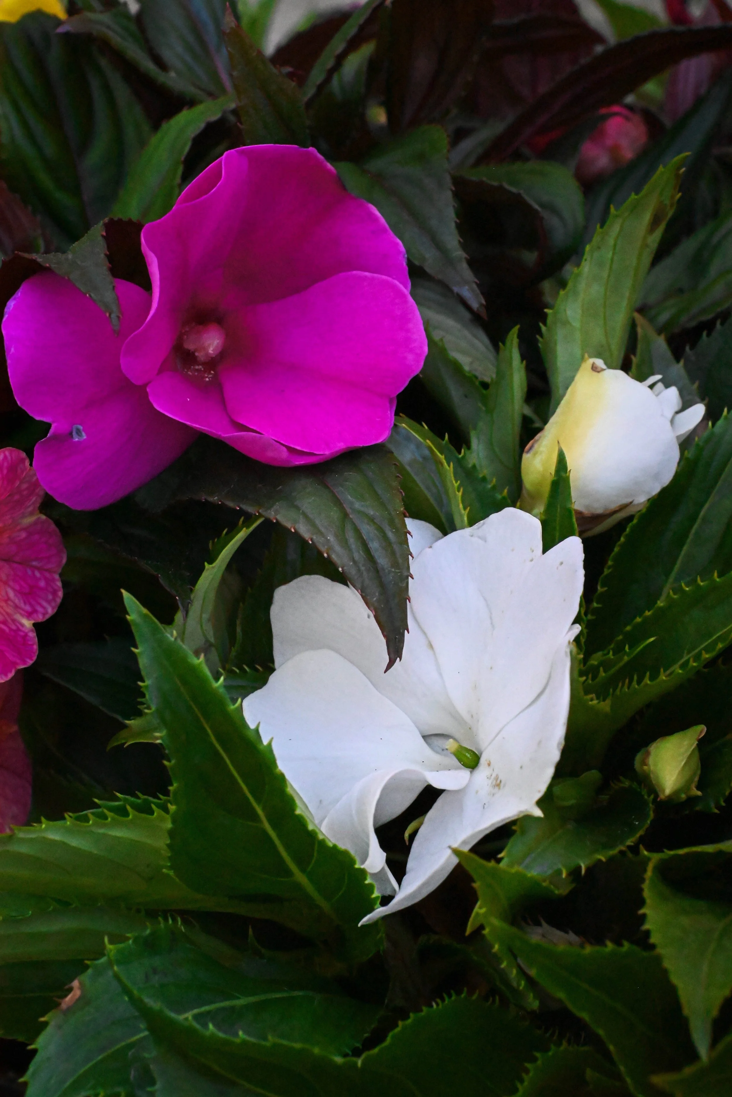 DSC_0632.jpg