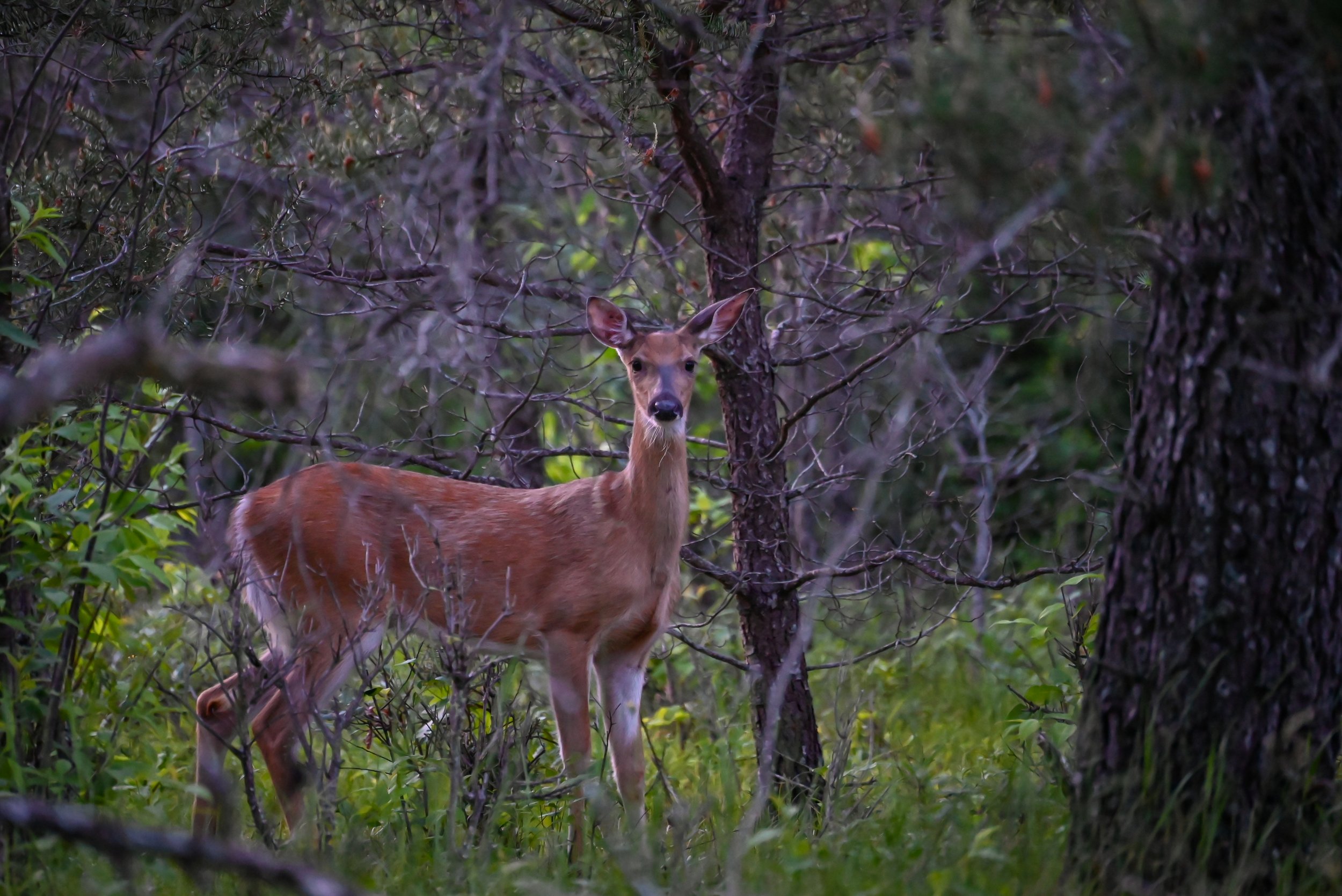DSC_4529.jpg