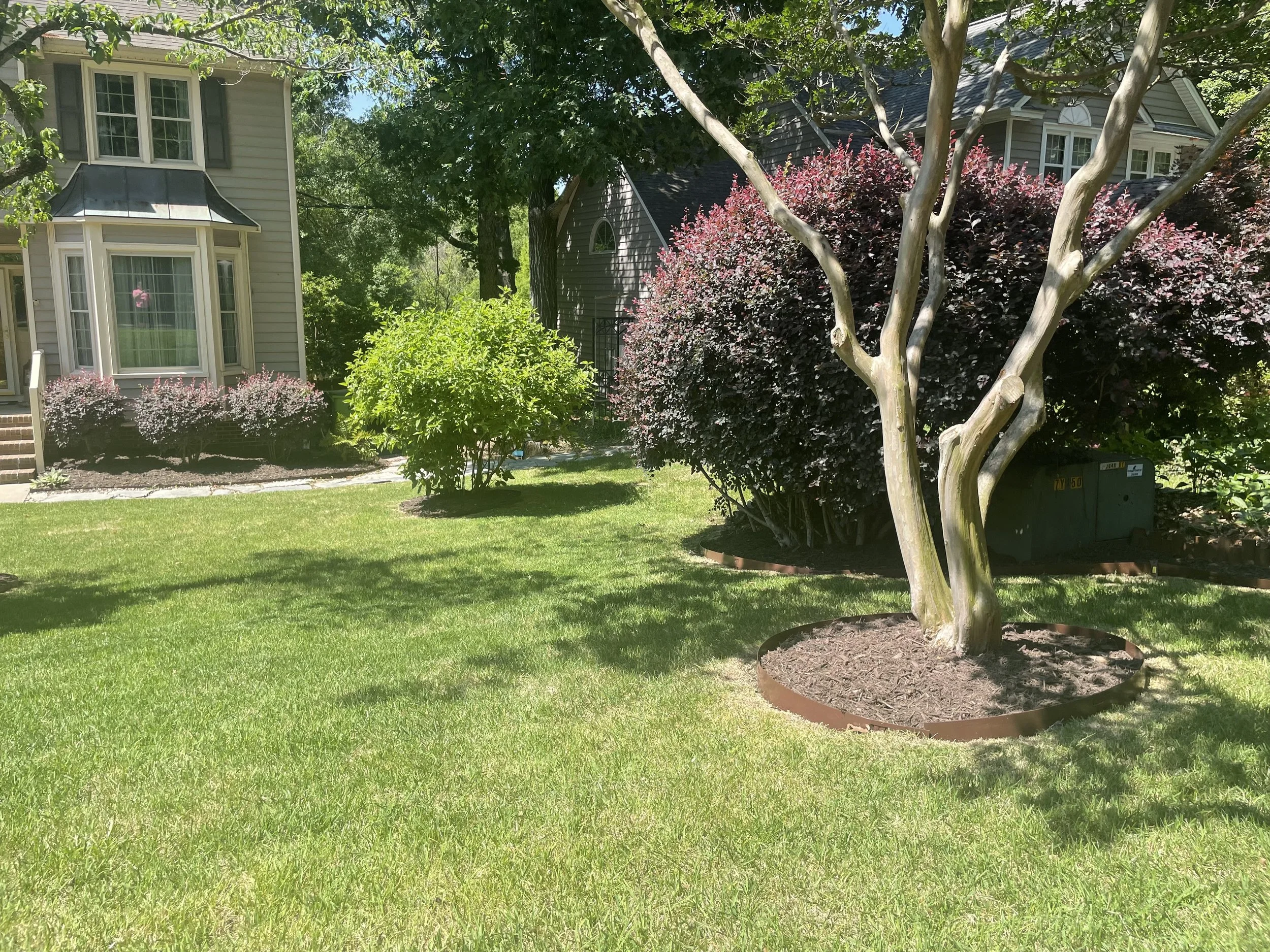 A yard with a variety of trees and bushes, including a large tree with white bark and a smaller bush with dark purple leaves, in front of a house with siding and multiple windows.