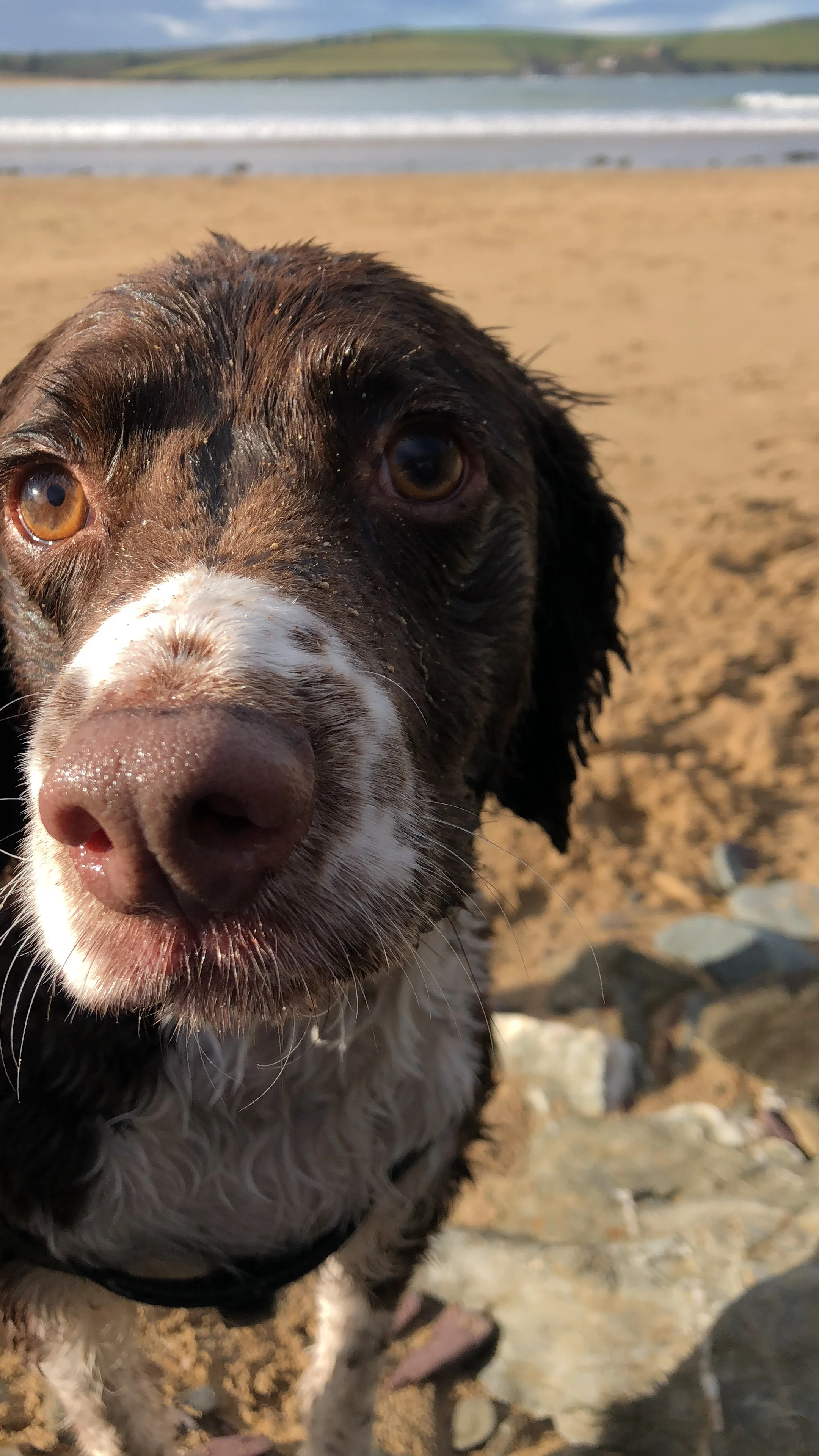 Close-up of an adorable dog with brown eyes and wet fur on a sandy beach with waves and distant land in the background.  Dexter on walk.
