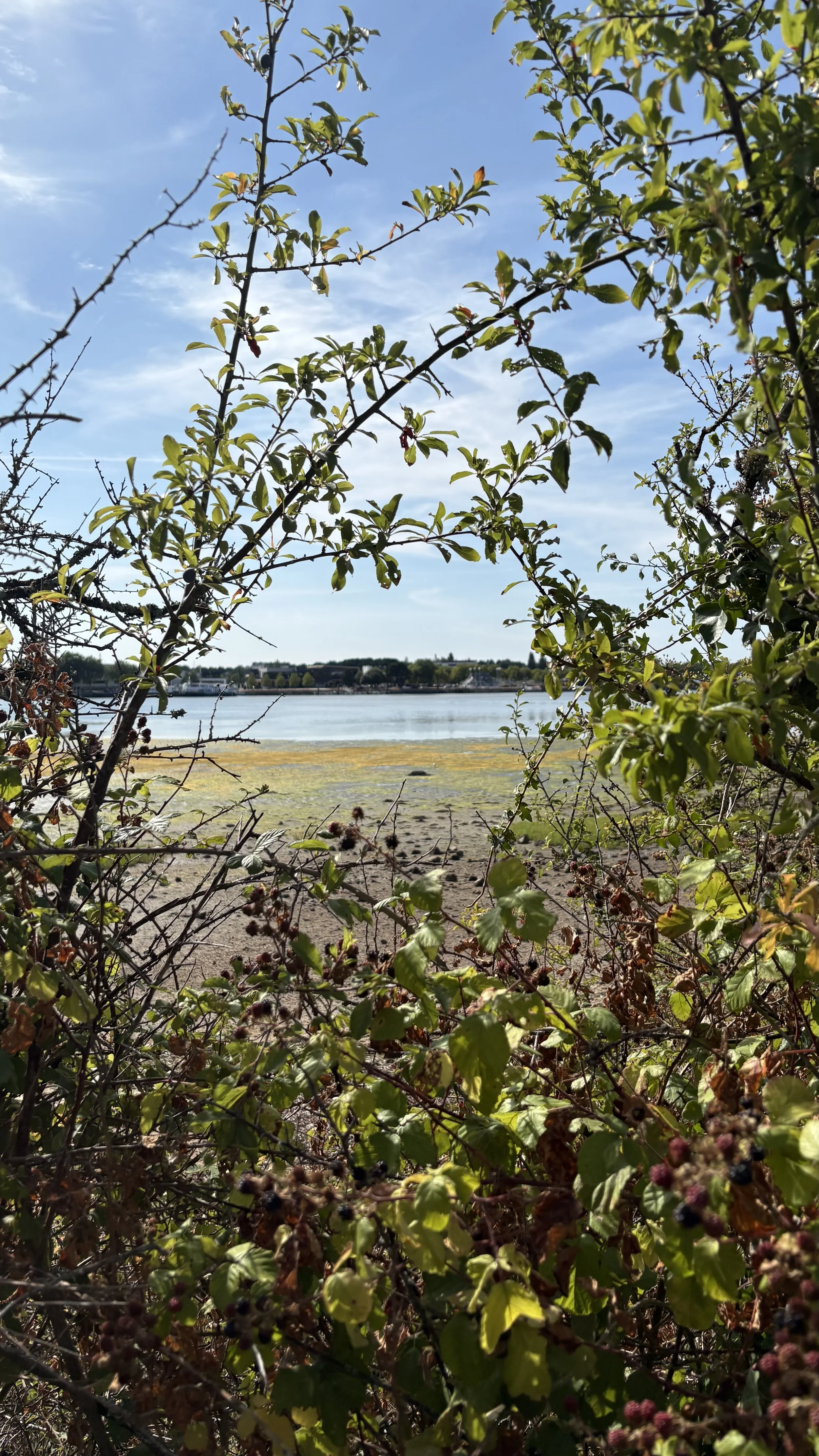 Vue à travers des branches et des feuilles vers un plan d'eau avec un ciel bleu et quelques nuages.