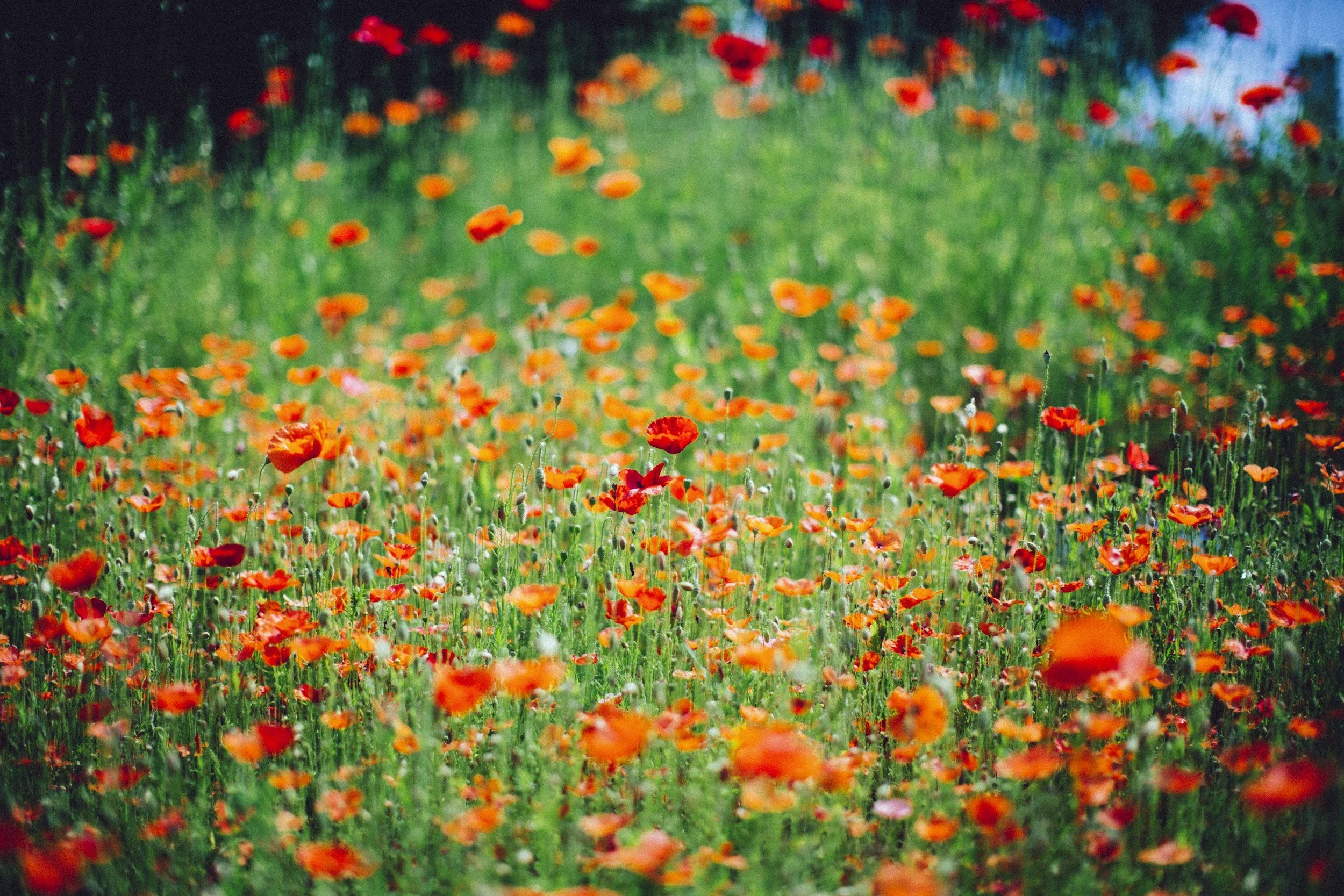 Abundance