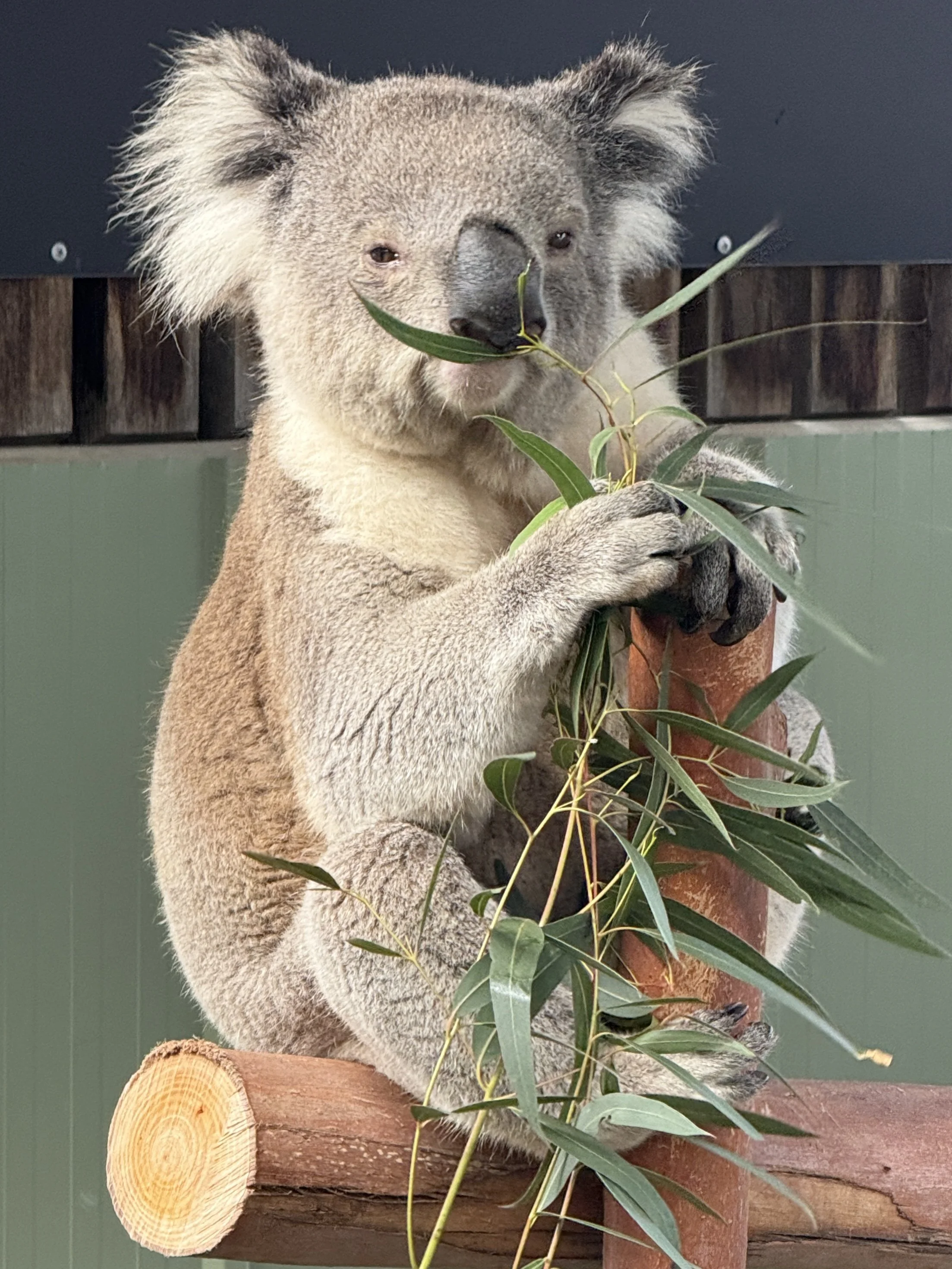 Koala
