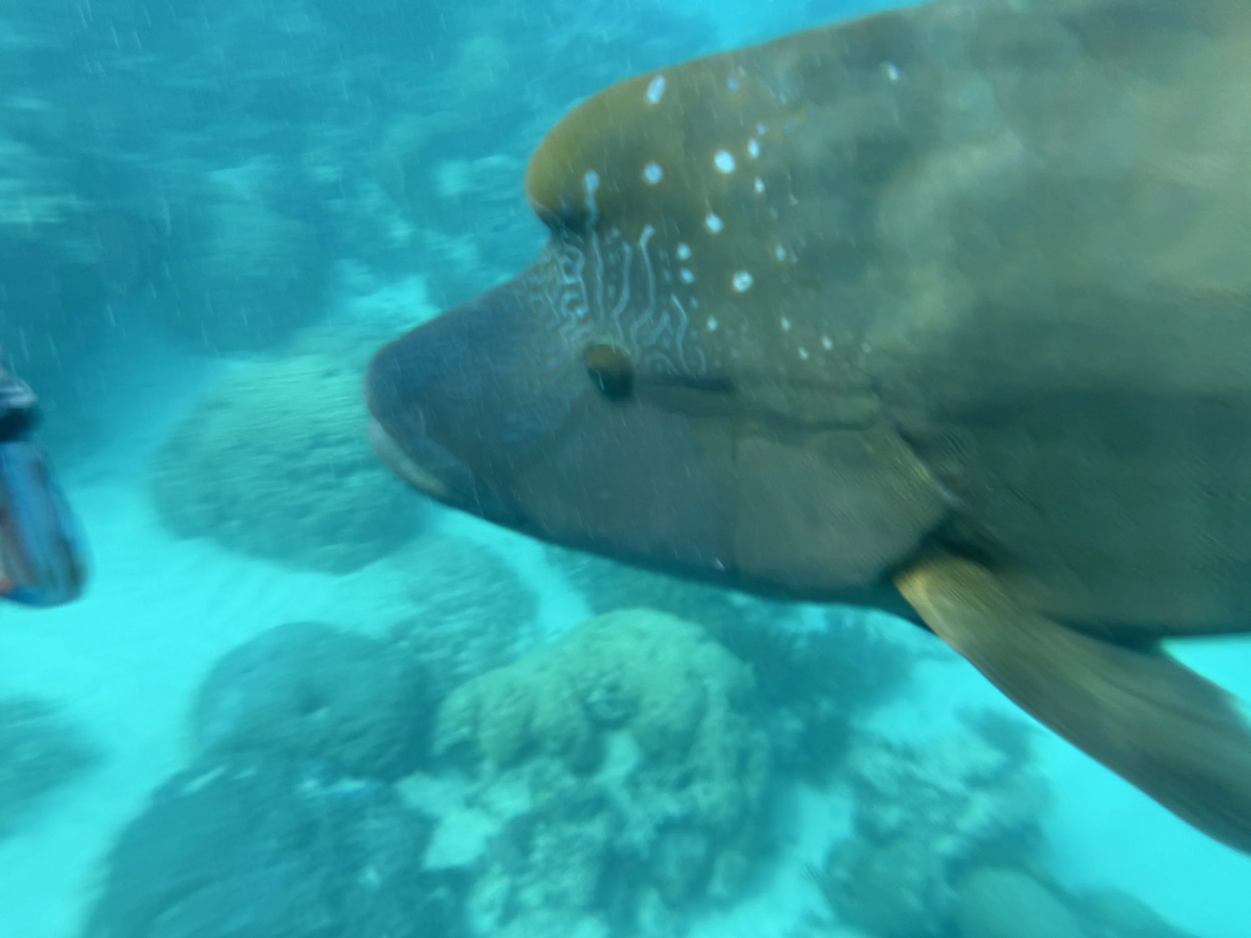 Close-up of a whale shark swimming underwater with a teal-colored background.