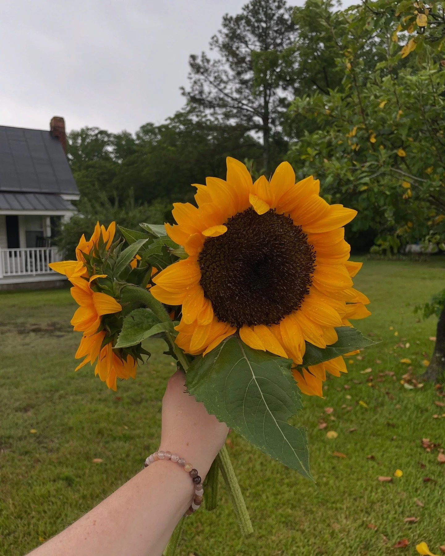 SUNFLOWERS