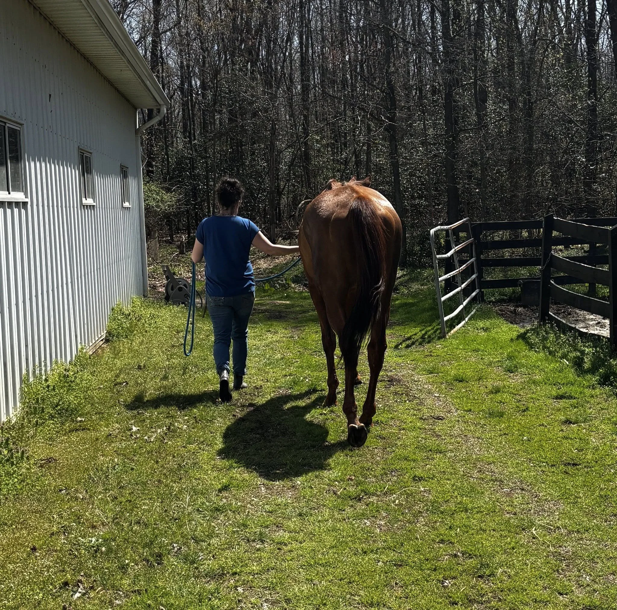 Person leading a horse on a lead in a grassy yard beside a building and wooded area.