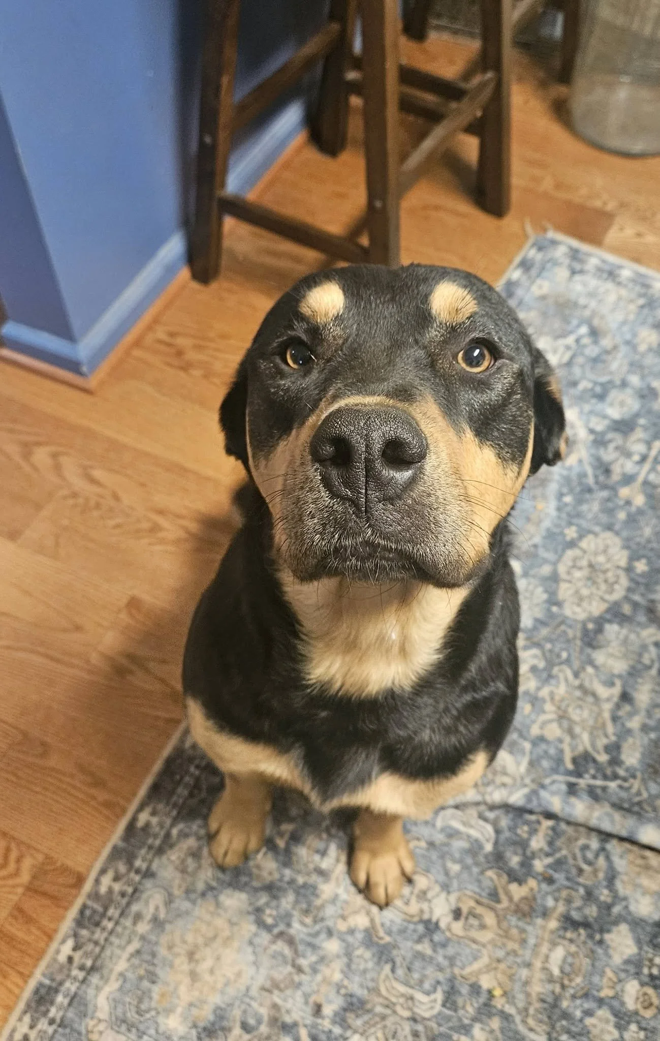Close-up of a black and tan dog looking up indoors, standing on a patterned blue and beige rug with wooden flooring and furniture in the background.