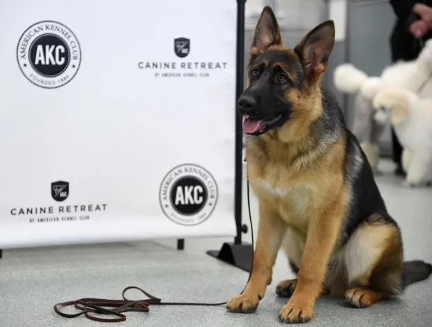 German shepherd posed beside an AKC Canine Retreat branded event backdrop.