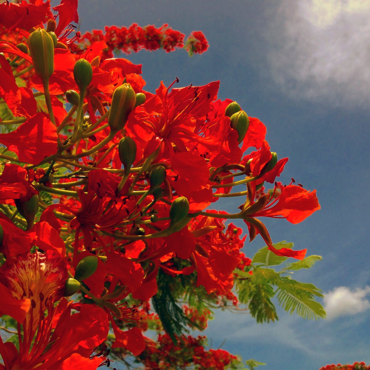 Red tropical flowers against the sky, photographed for Belle Mont Farm.