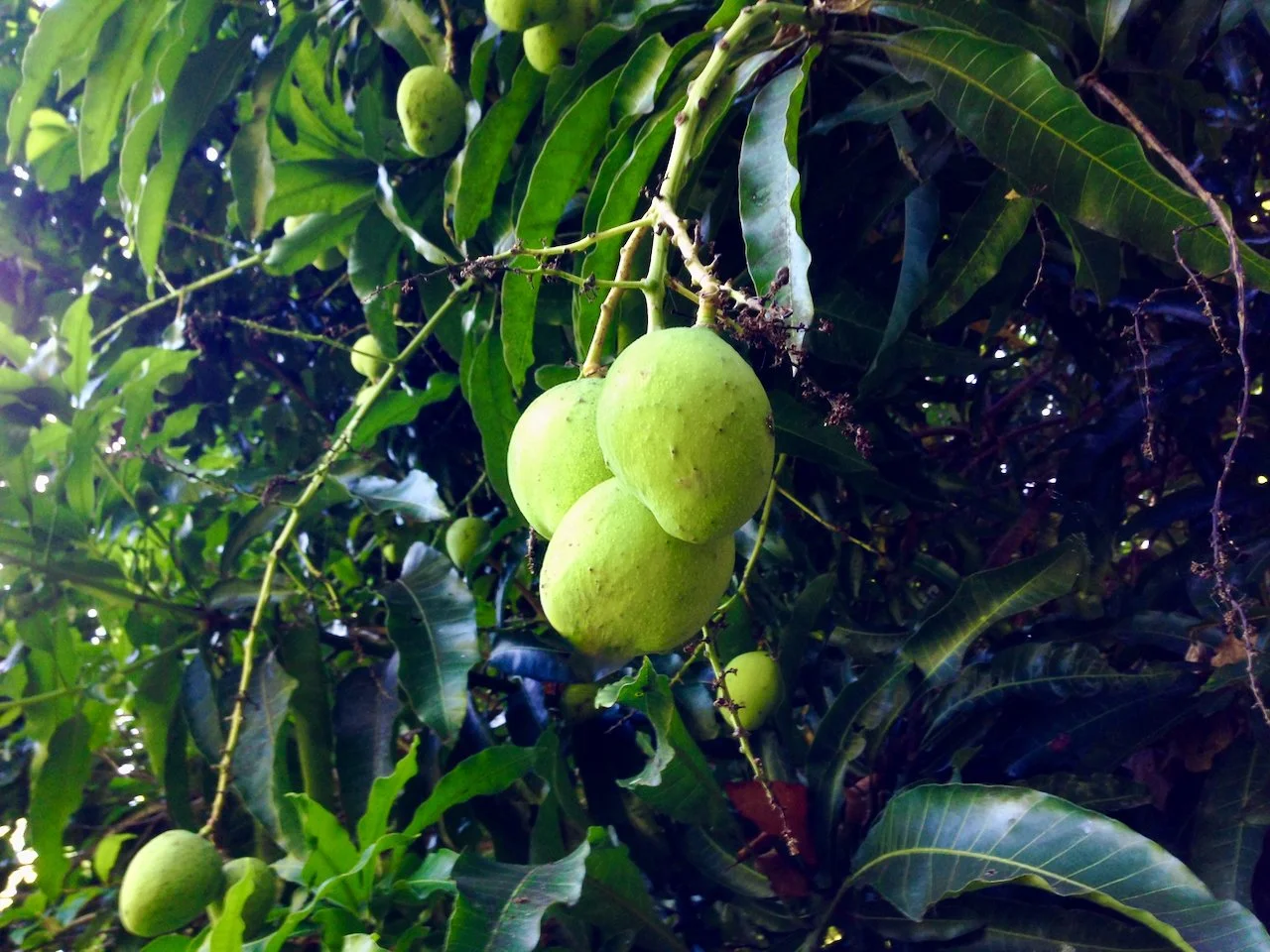 Green mangoes growing among leaves, photographed for Belle Mont Farm.