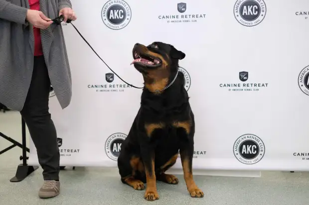 Rottweiler on a leash posed in front of an AKC Canine Retreat branded event backdrop.