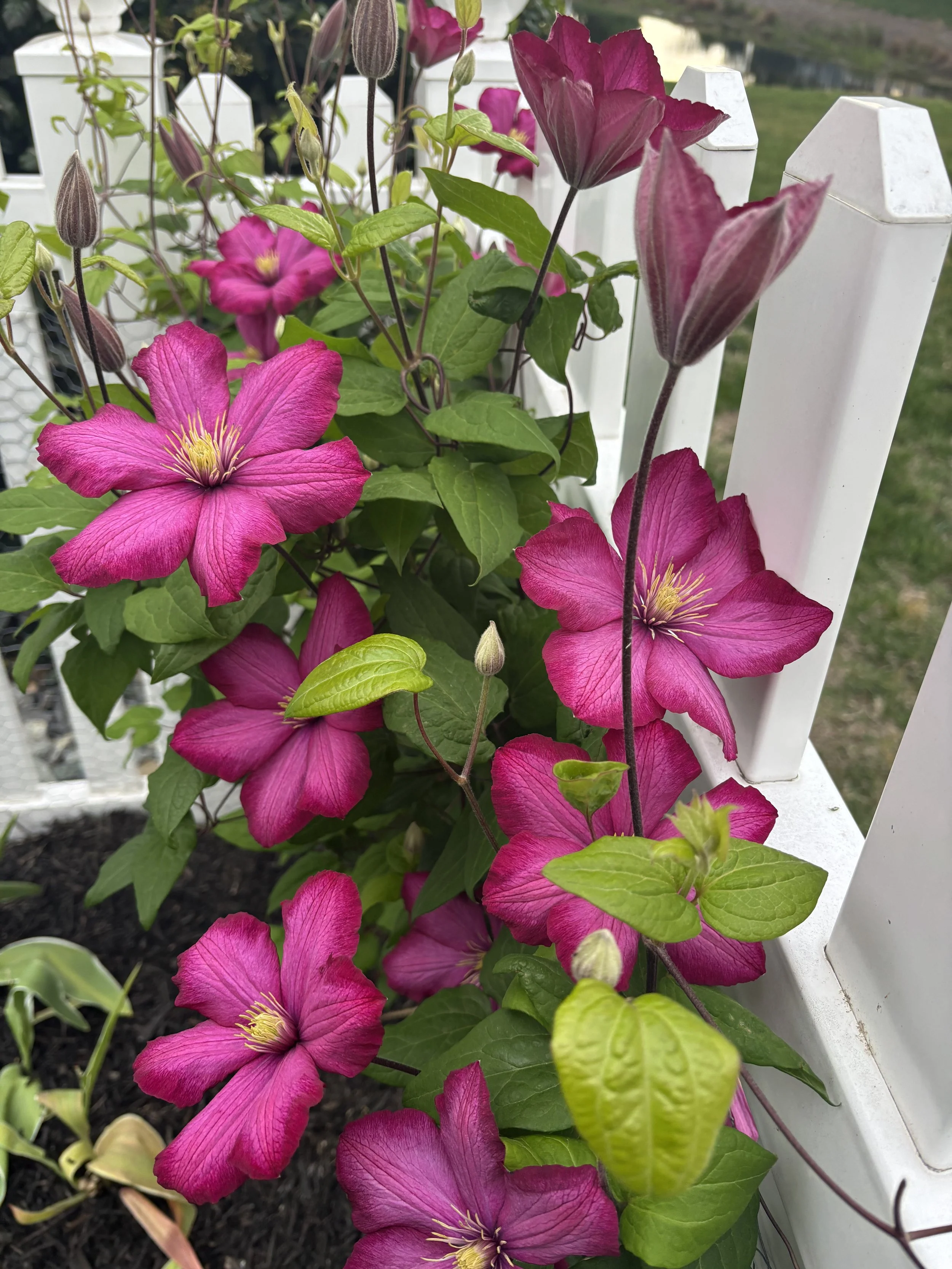 Creating a Landscape That Thrives in Coastal Delaware