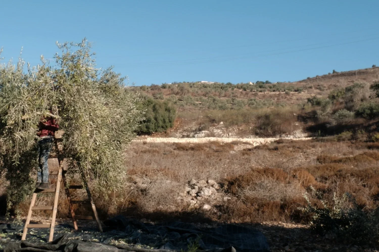 The Israeli settlement of Yitzhar can be seen from Mr. Abdalhade's olive grove. Seperating the land is highway 60.