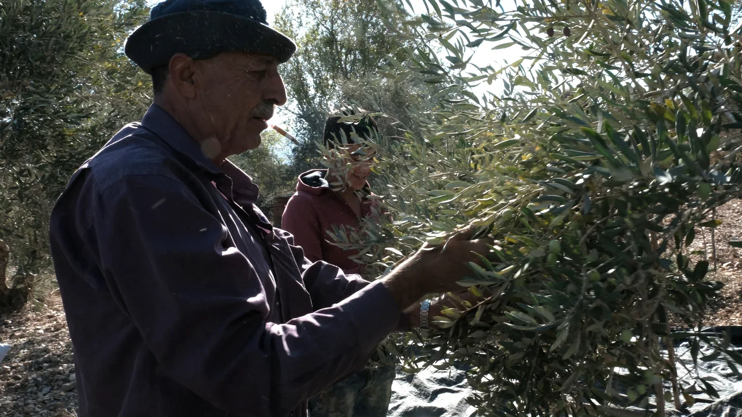 Mr. Jamal Abdalhade is mentoring young Hakam on olive picking and his love for his land. Mr. Adalhade owns 7000 dunums in the village of Burin, Palestine which is located in a valley surrounded on both slopes by Israeli settlements.