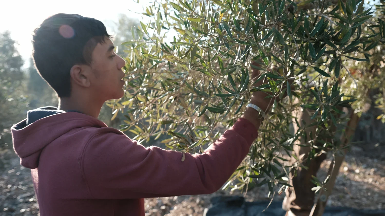 Focusing on his work, 16-year-old Hakam a resident of Burin, left school in grade 7 to find employment. "I enjoy picking olives," says Hakam. "This is our land."