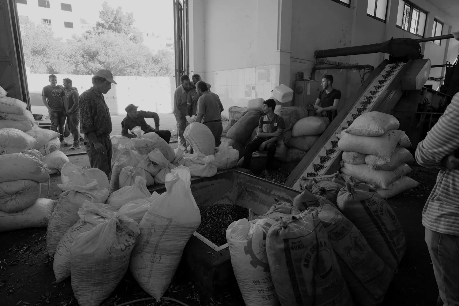 Although there is much work to be done, processing olives is as much a community gathering place as a place of business. Farmers and harvesters wait together talking, smoking and sharing some laughs until it's their turn to process and bottle their y
