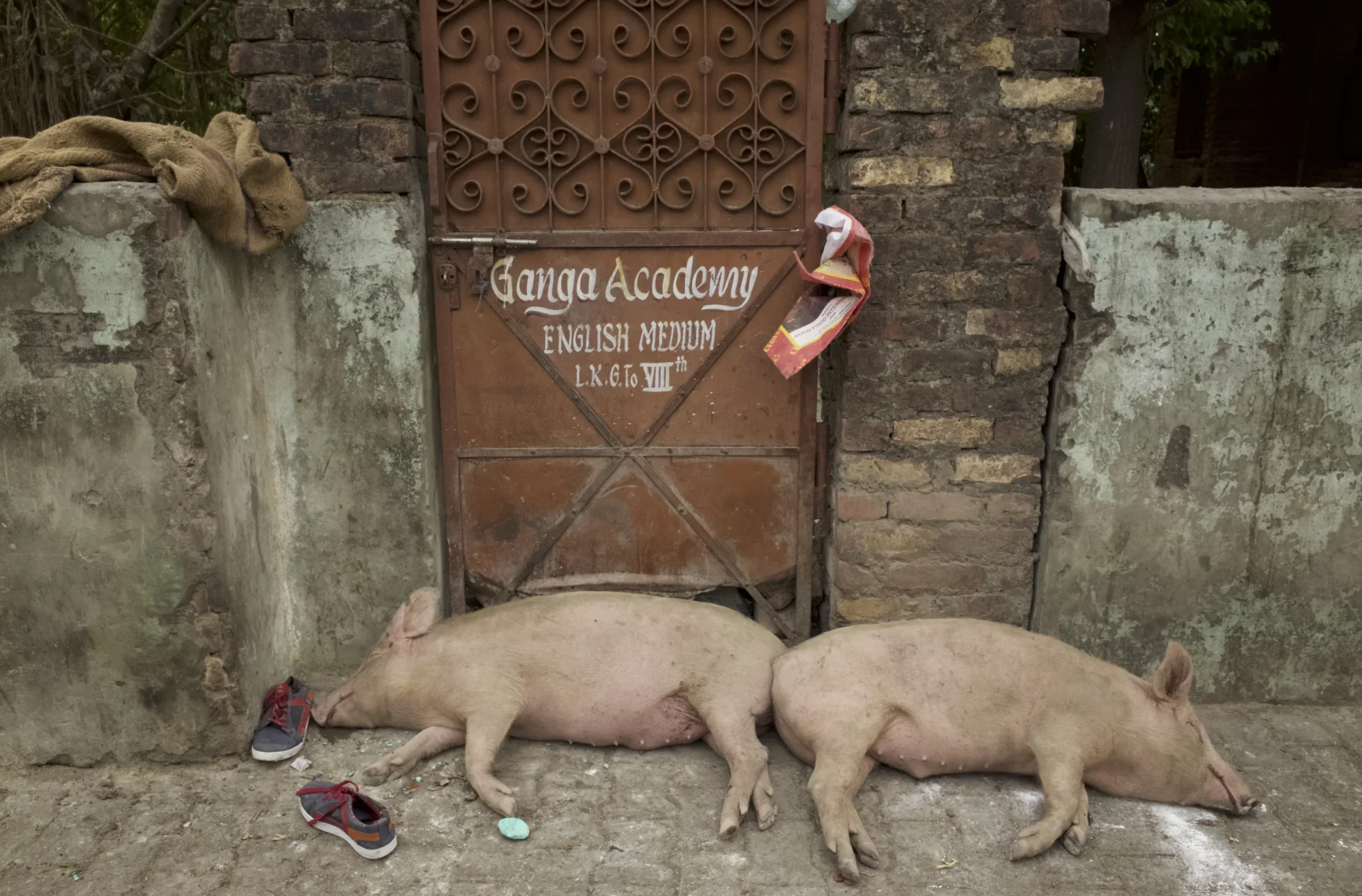 Pigs asleep during the the midday heat outside an English school in Rishikesh, India.