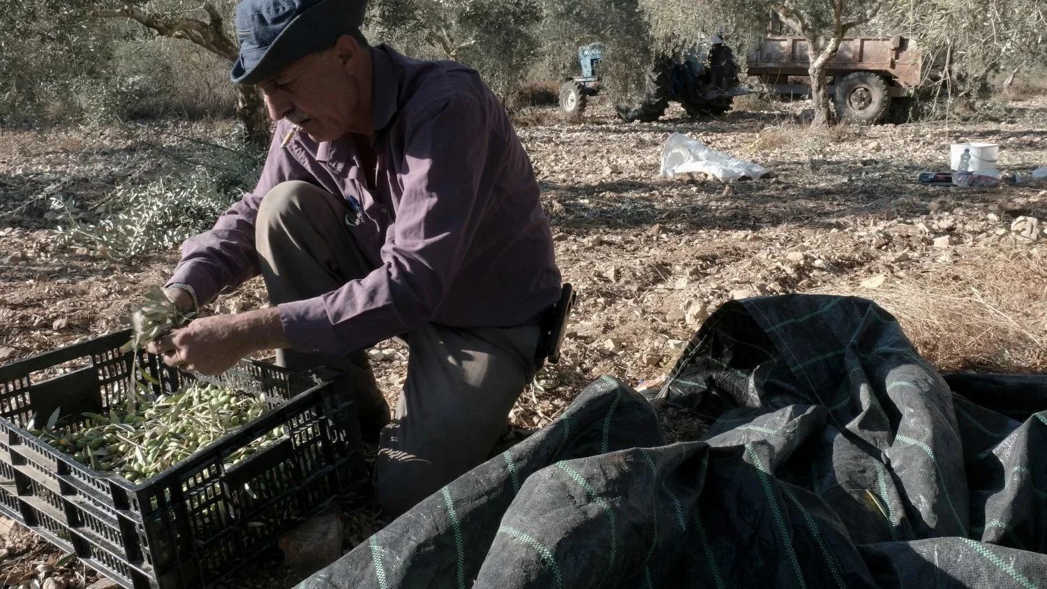 Nothing is wasted. Mr. Abdalhade sifts through the pickings removing leaves and twigs in preparation for bagging.