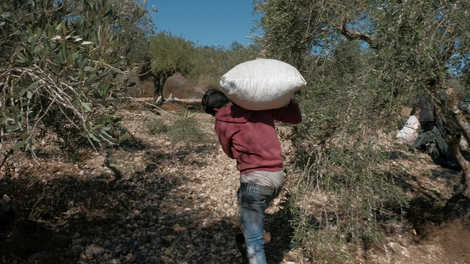 A sign of a good yield, full bags being carried away for processing.