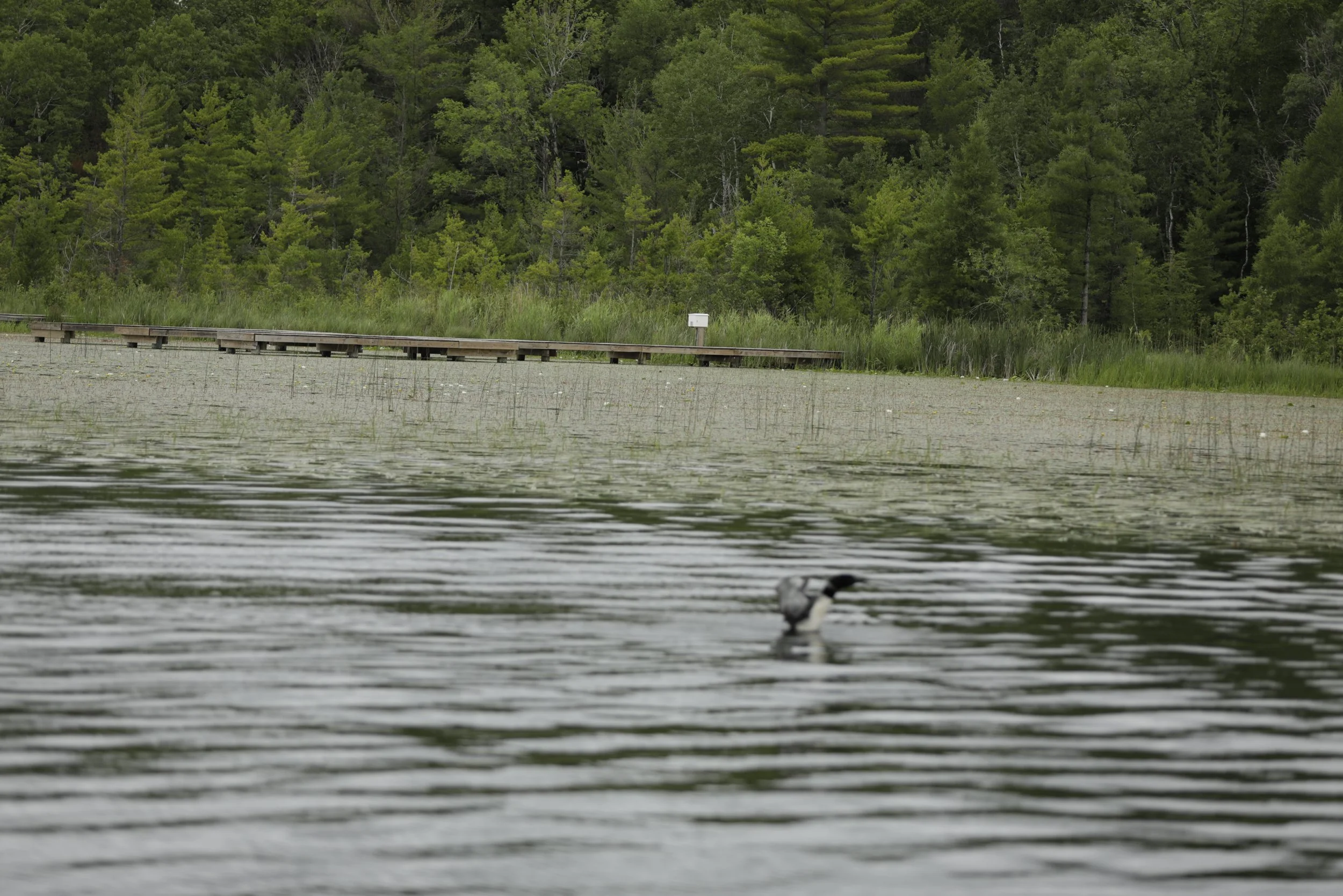 two loons.JPG
